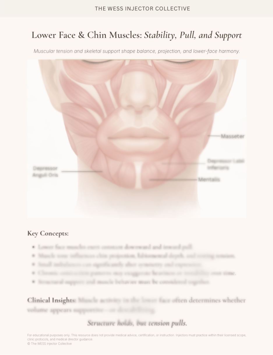 Dynamic Facial Muscle Anatomy Guide