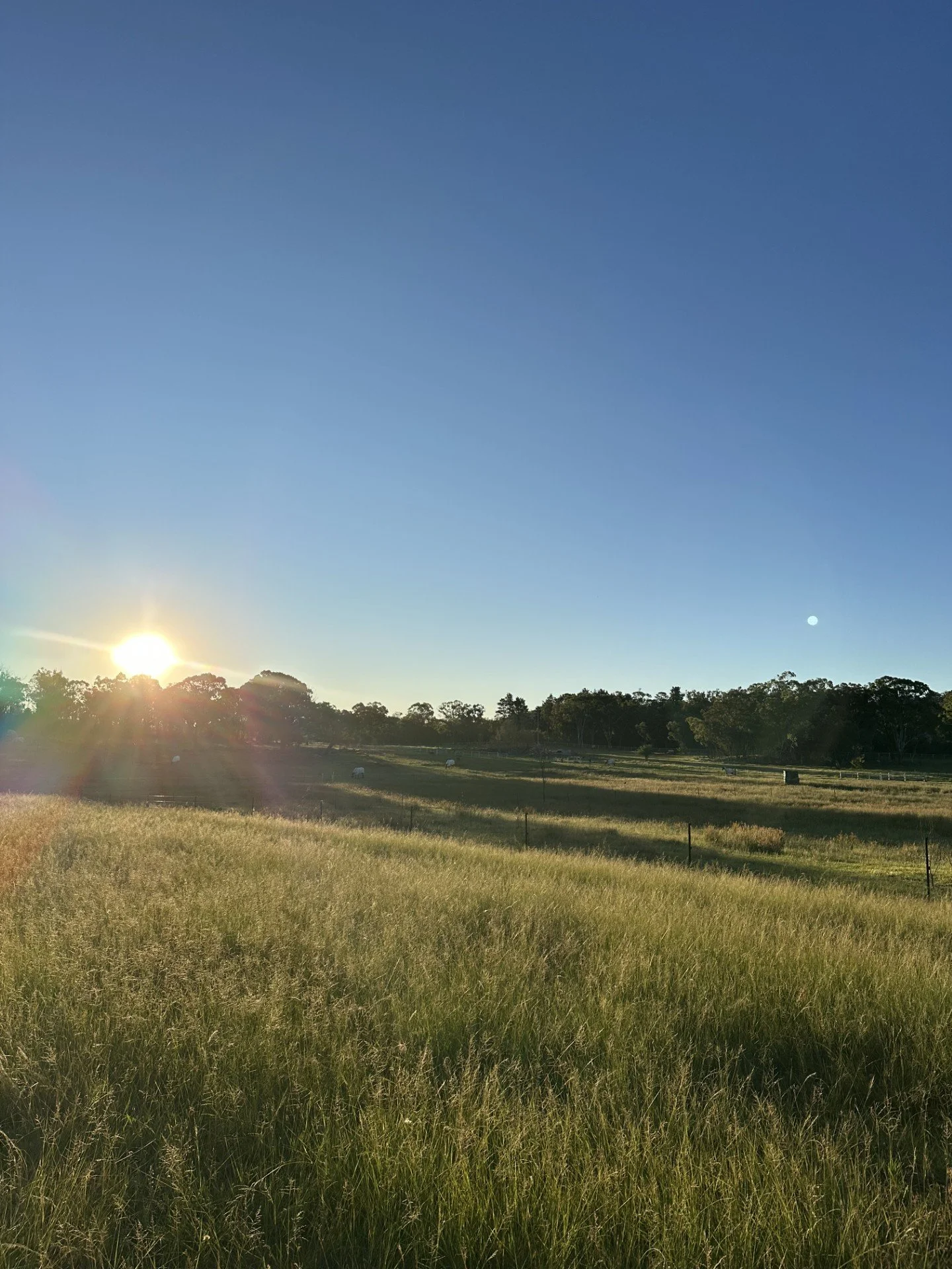 Agistment- Full & Self Care