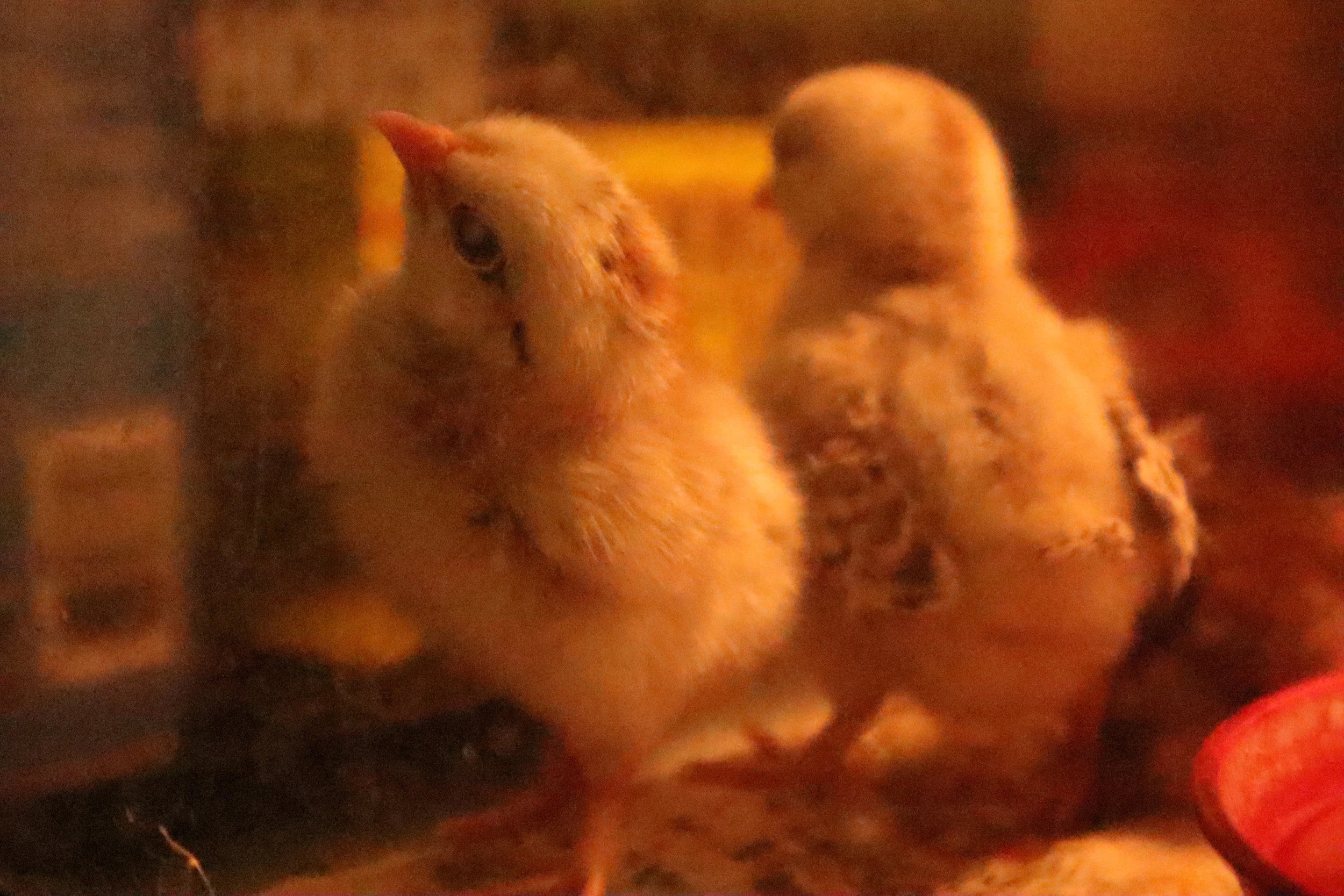 Art208_RishitaGathala_C2_Freeze Motion3.JPG.JPG