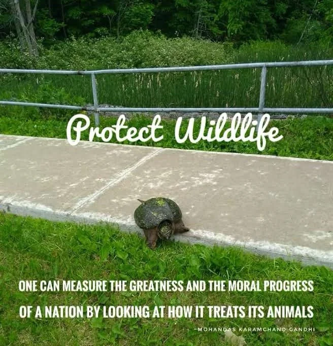 A turtle on the grass next to a sidewalk with a sign that reads 'Protect Wildlife' and a quote about moral progress and how a nation treats its animals.