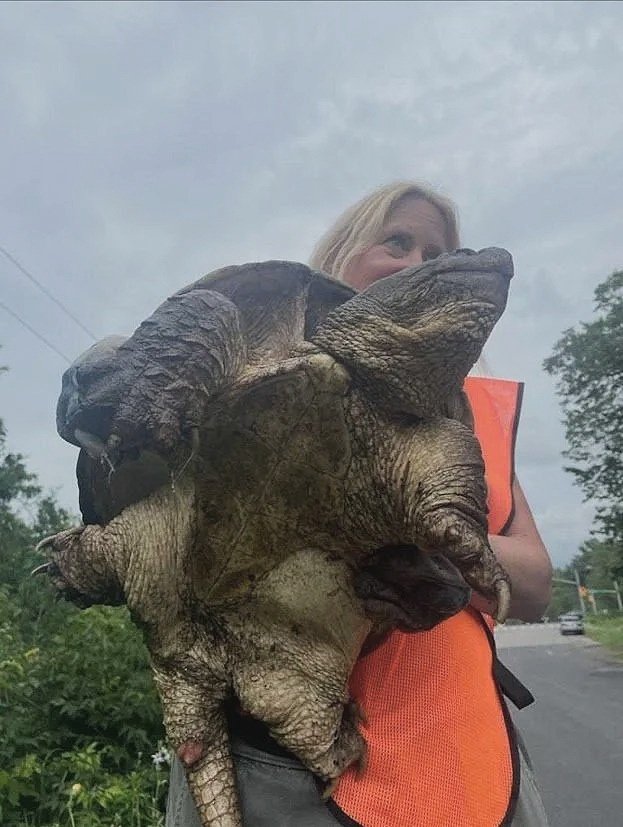 Turtle Volunteer holding one of the oldest living native snapping turtles in Aurora