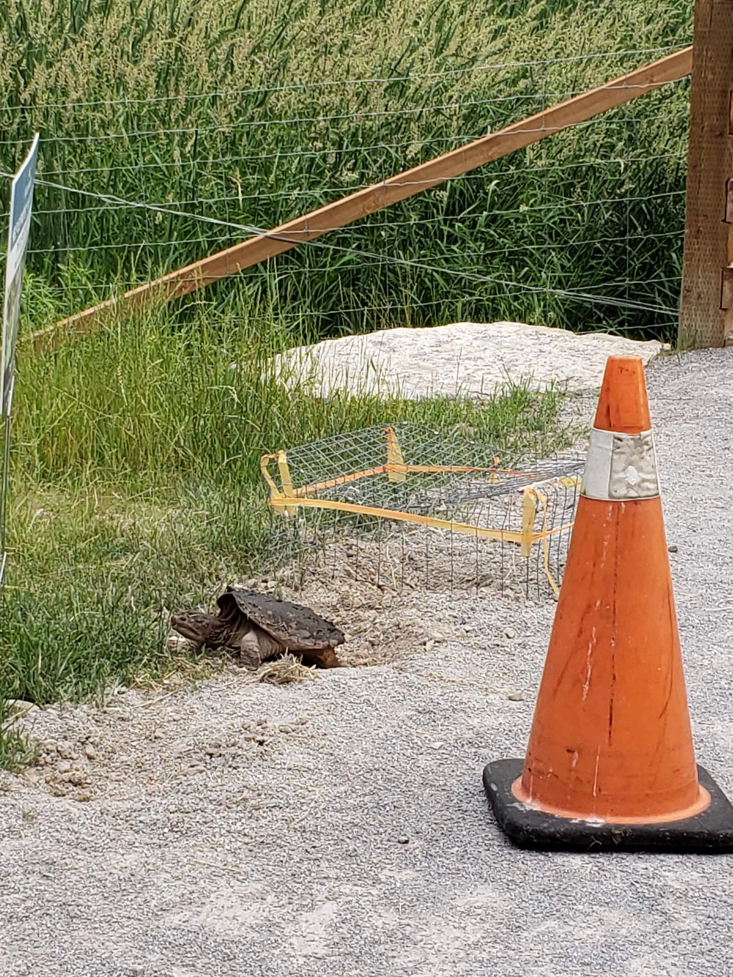 A turtle resting on a gravel surface, near a large orange traffic cone, with green grass, a wooden and wire fence, and tall crops in the background.