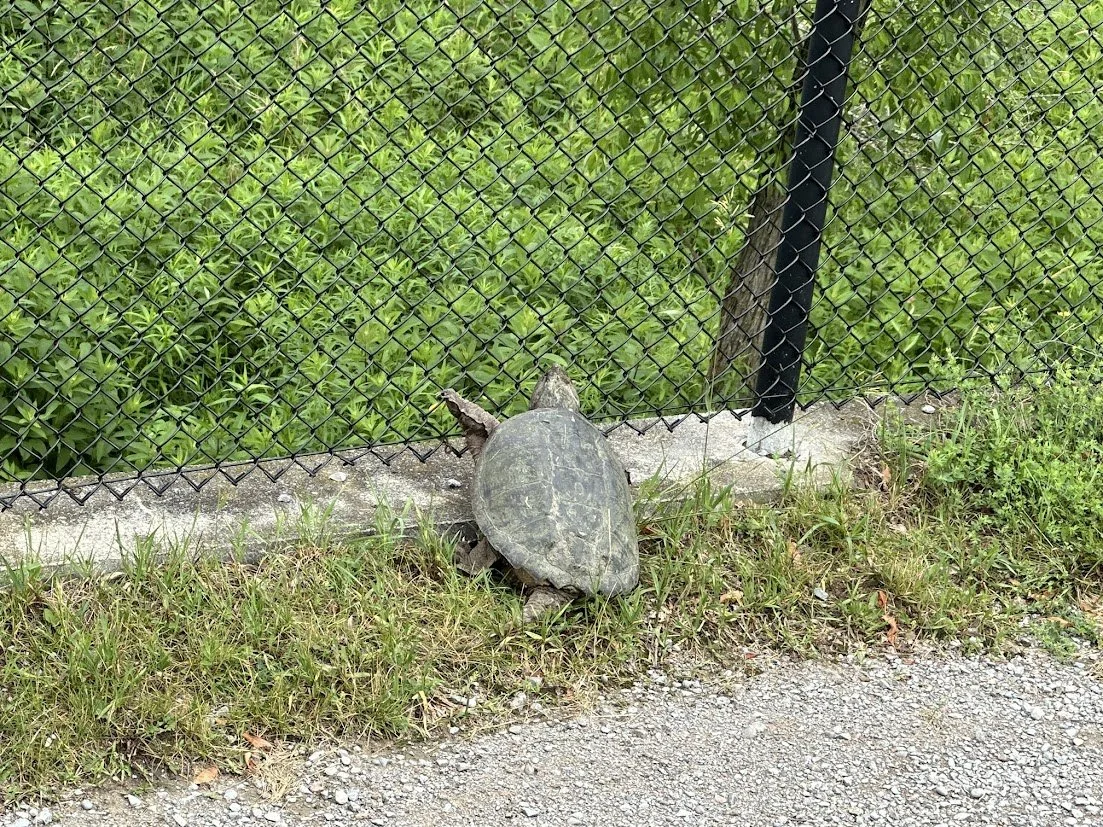 snapping turtle