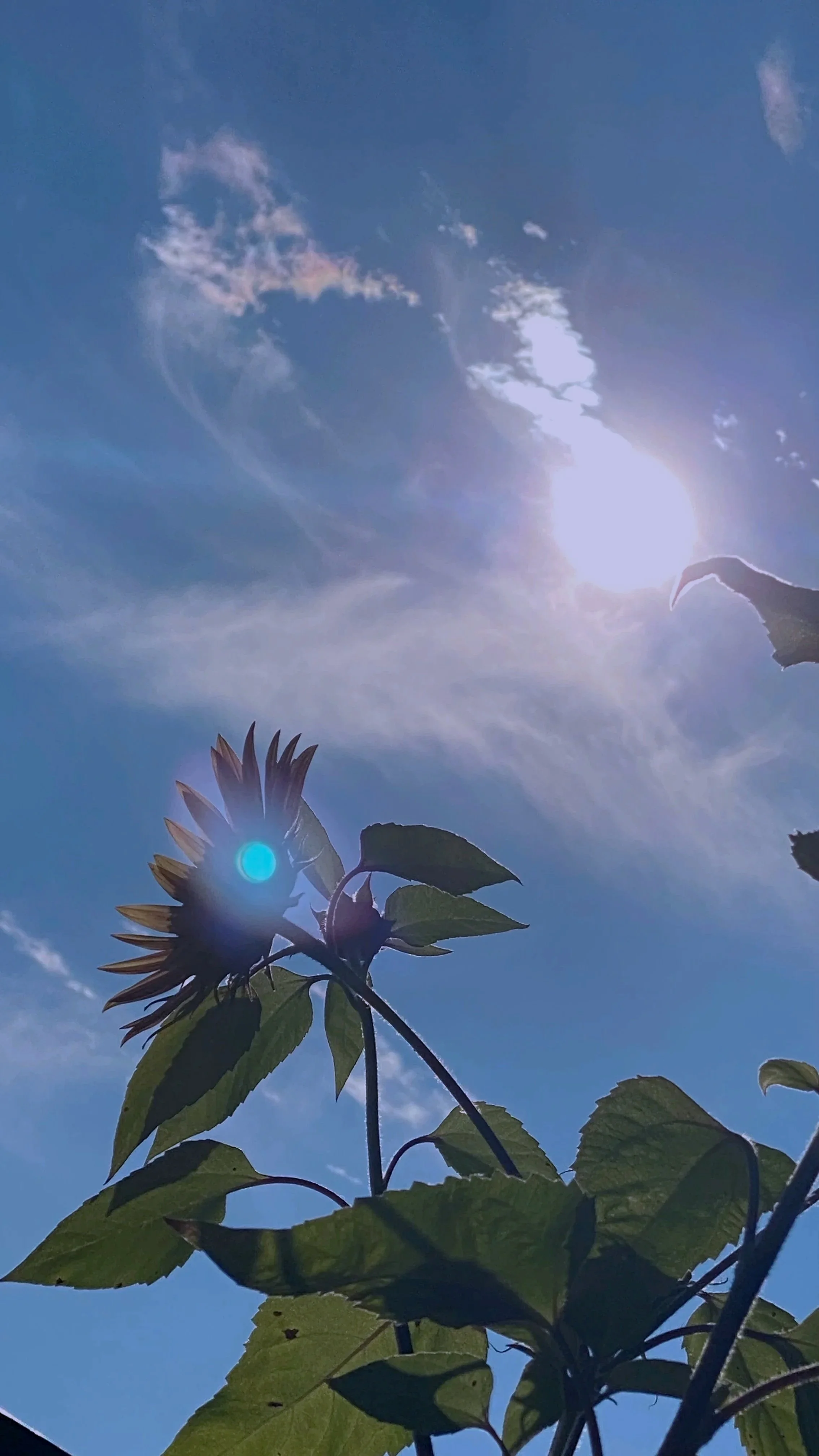 Sunflower and leaves silhouetted against a bright blue sky with some wispy clouds and the sun.