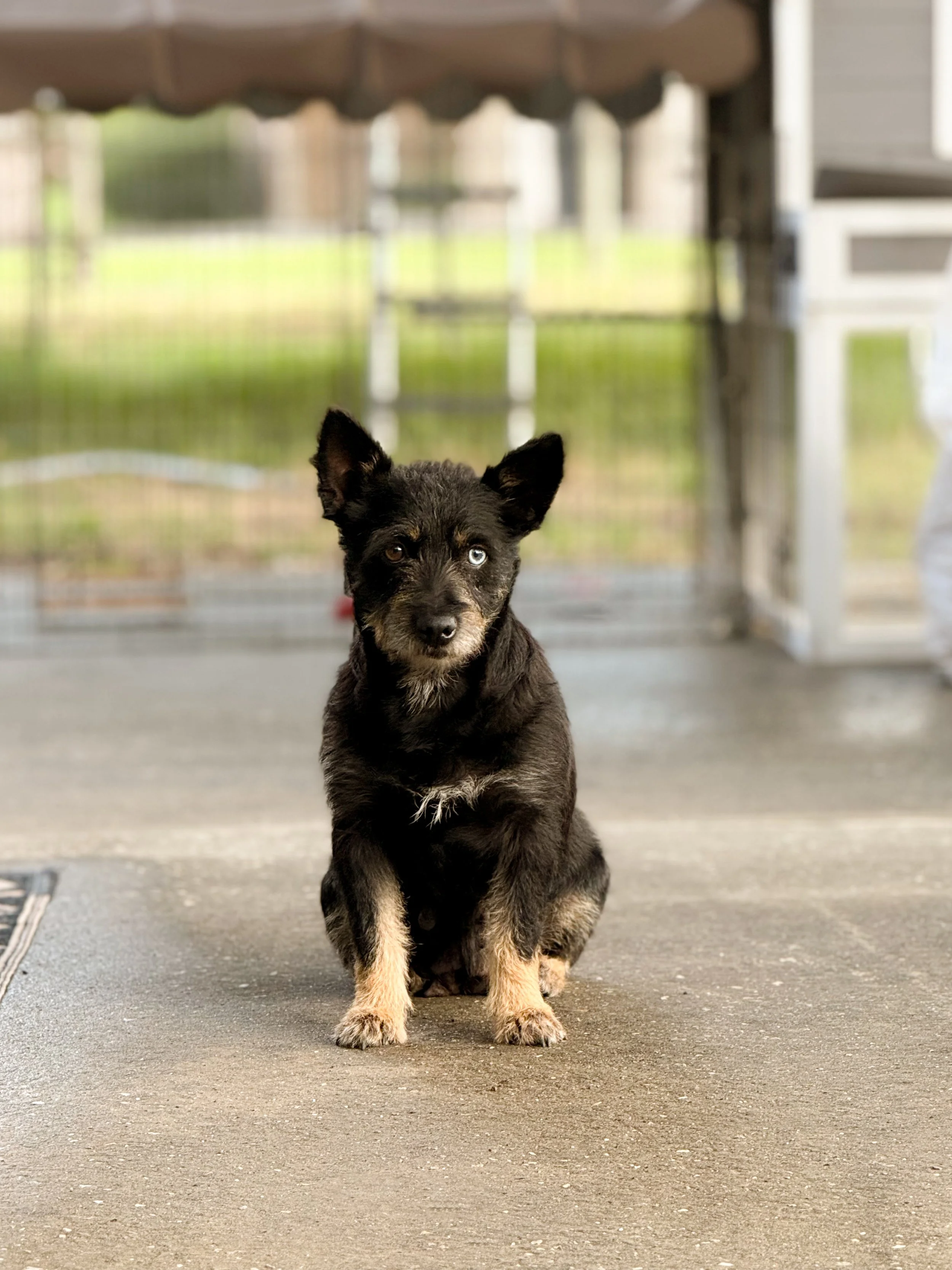A small black and tan puppy with heterochromatic eyes sitting on a concrete floor, under a porch or covered area.