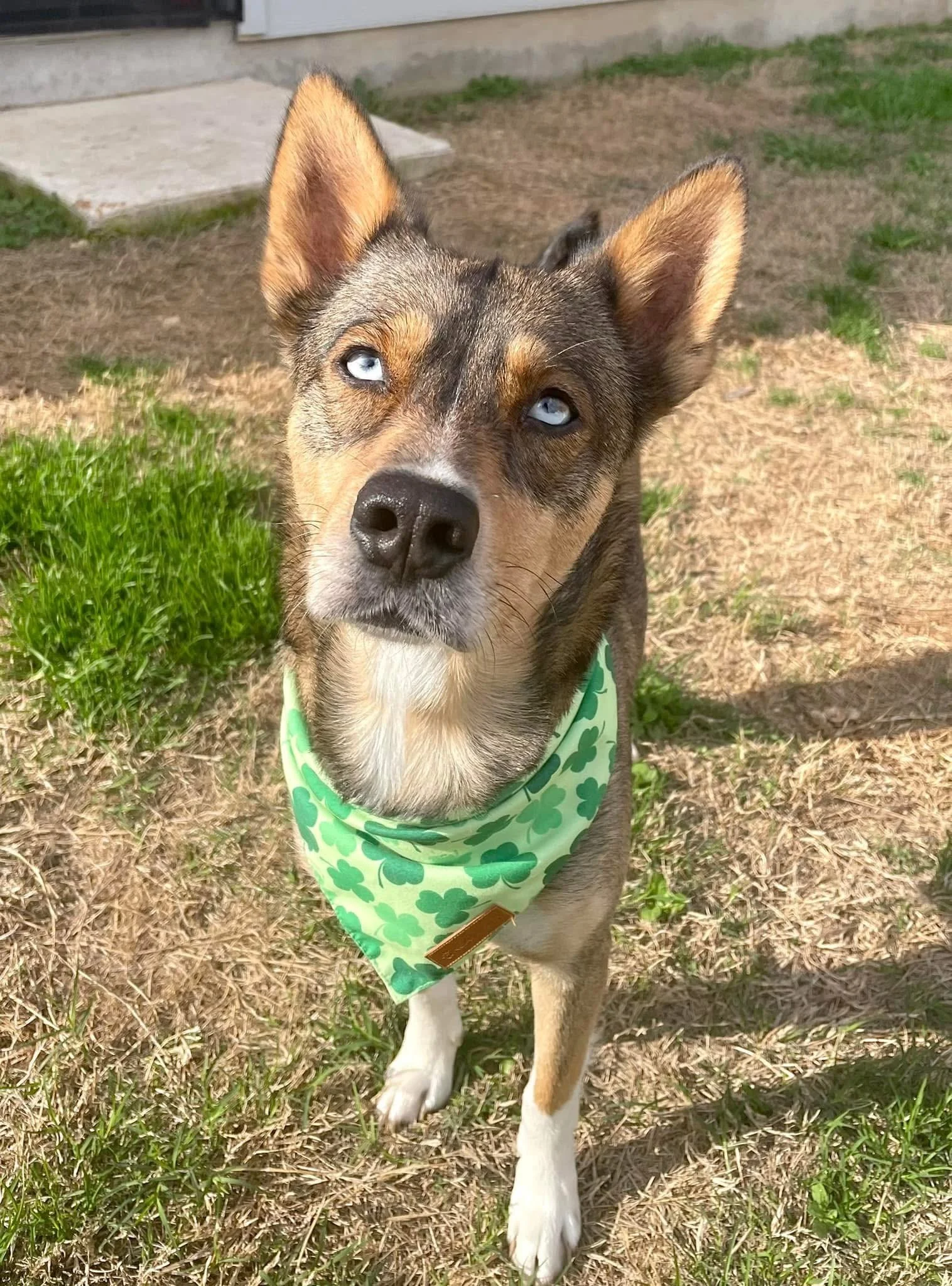 A dog with blue eyes wearing a green bandanna with shamrocks, standing outdoors on grass and dirt.