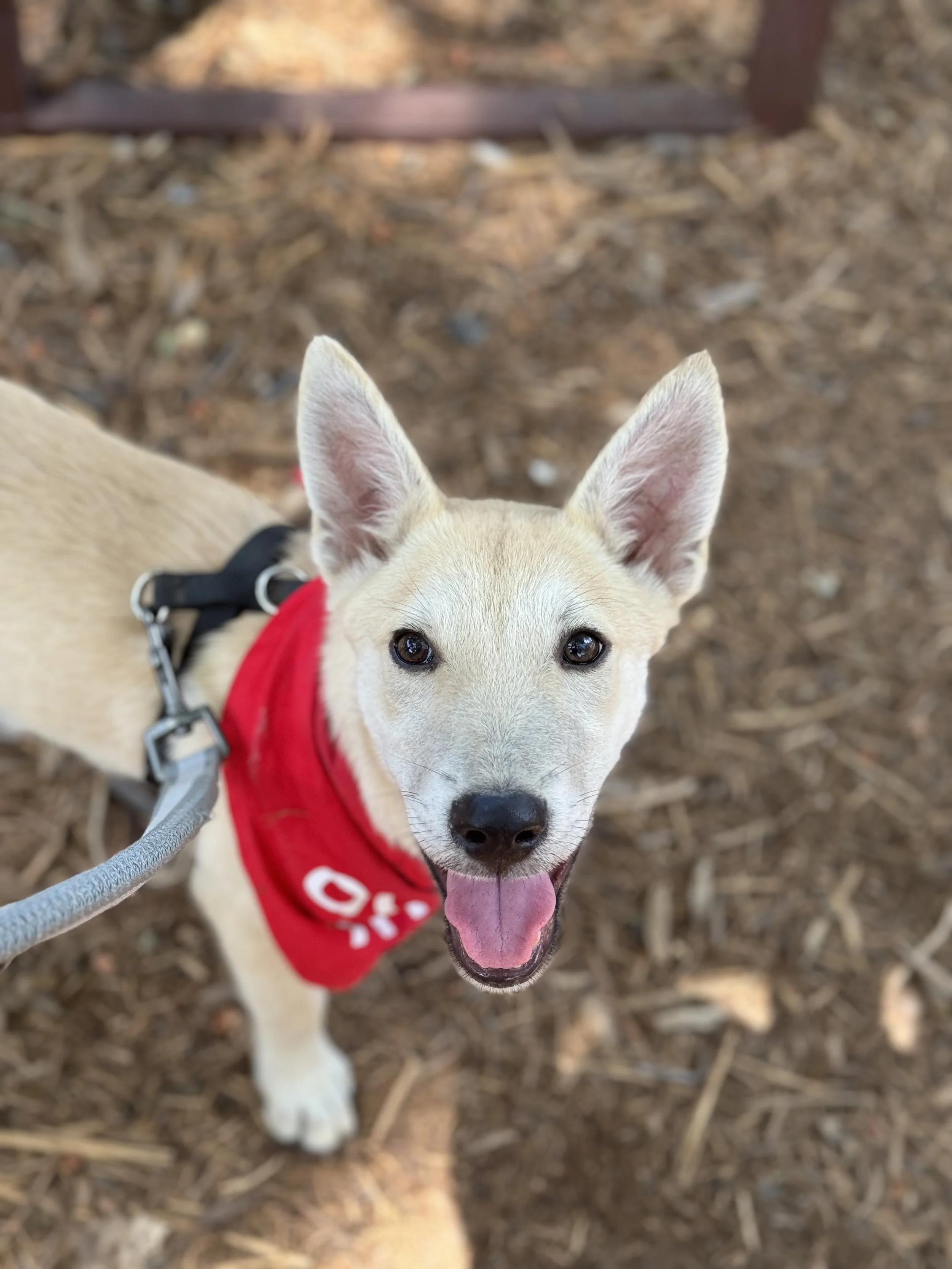 A happy light-colored dog with large ears, wearing a red bandana, outdoors on a dirt ground, looking up at the camera.