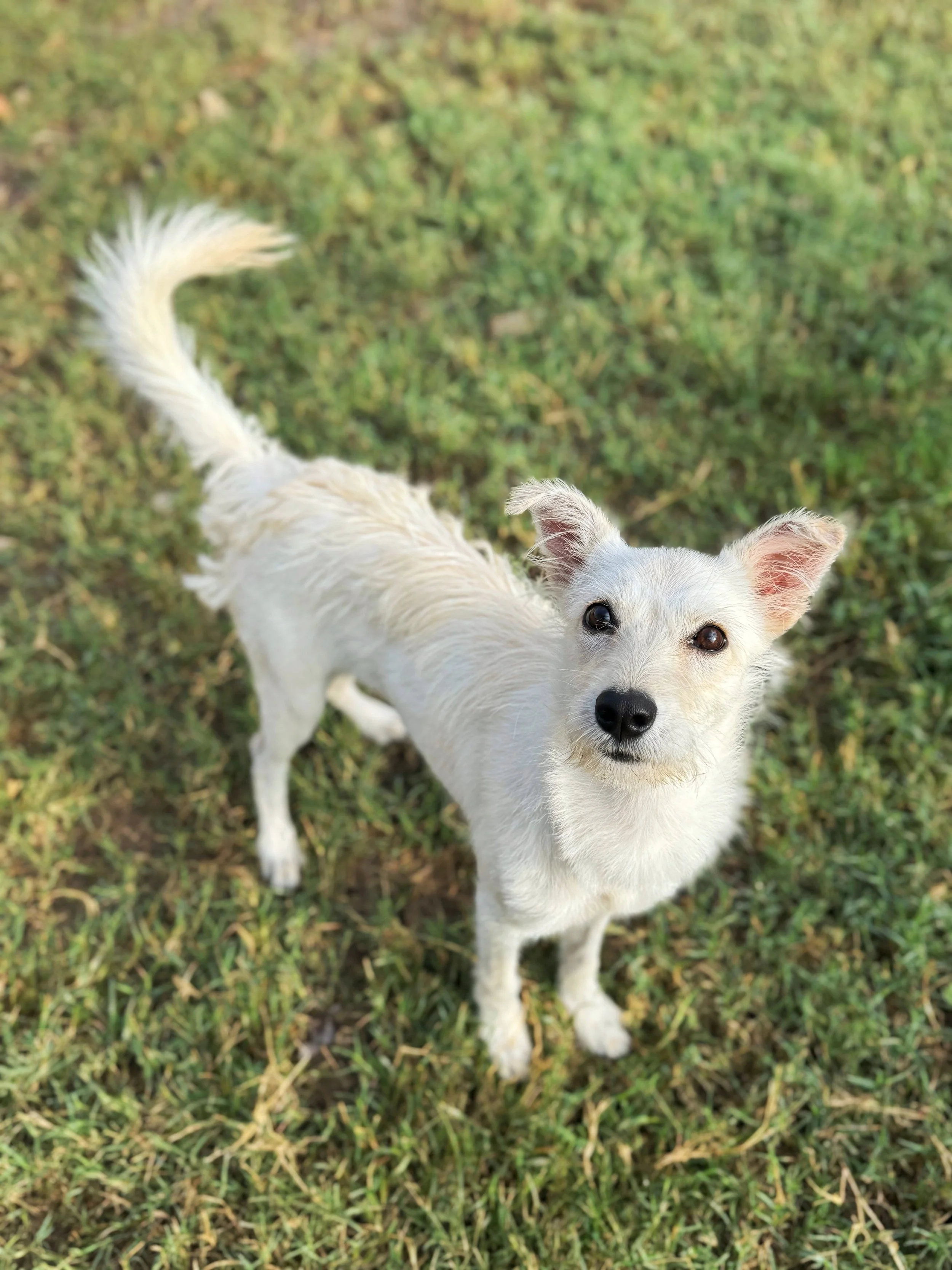 Small white dog with pointed ears and a black nose standing on a grassy field, looking up at the camera.