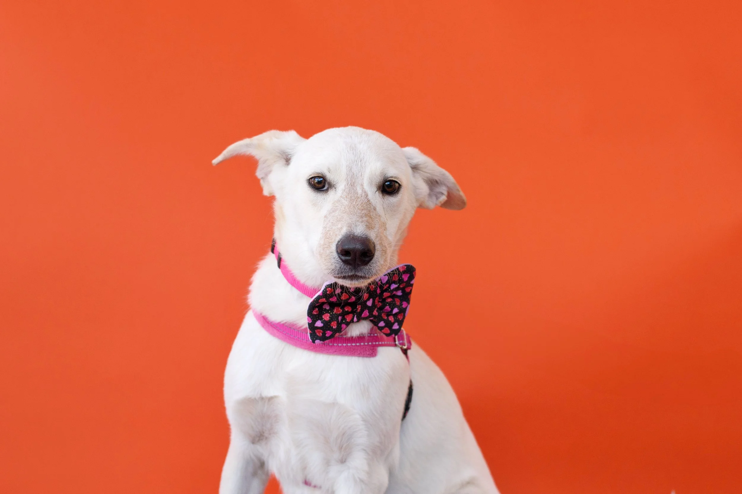 A white dog wearing a pink collar and a black bow tie with pink and purple hearts, sitting against an orange background.
