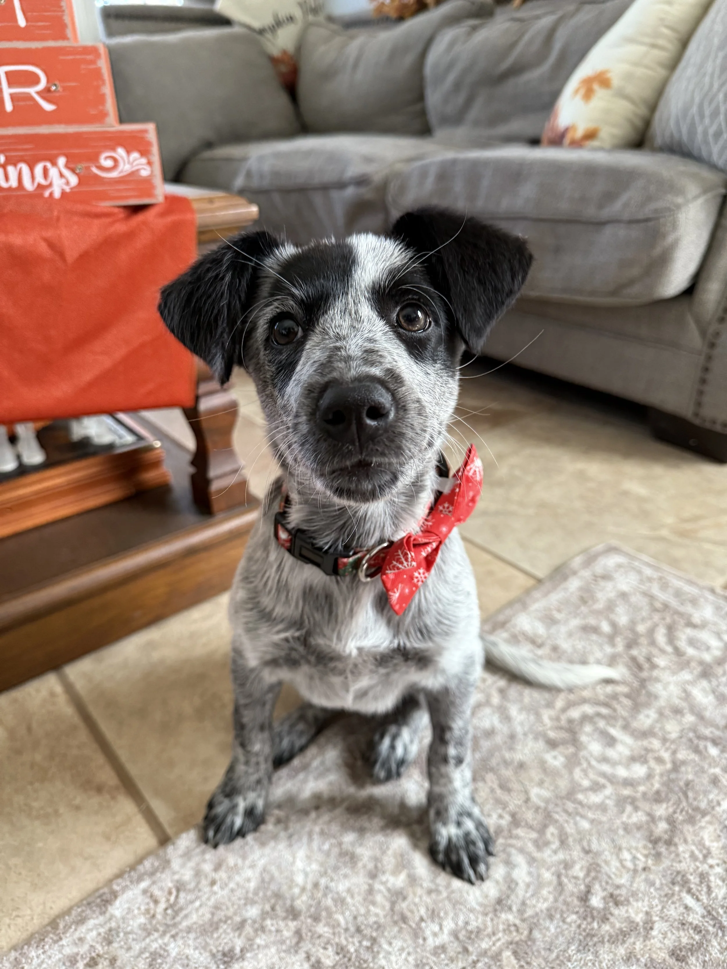 A black and white puppy wearing a red bandana sitting on a beige rug in a living room.