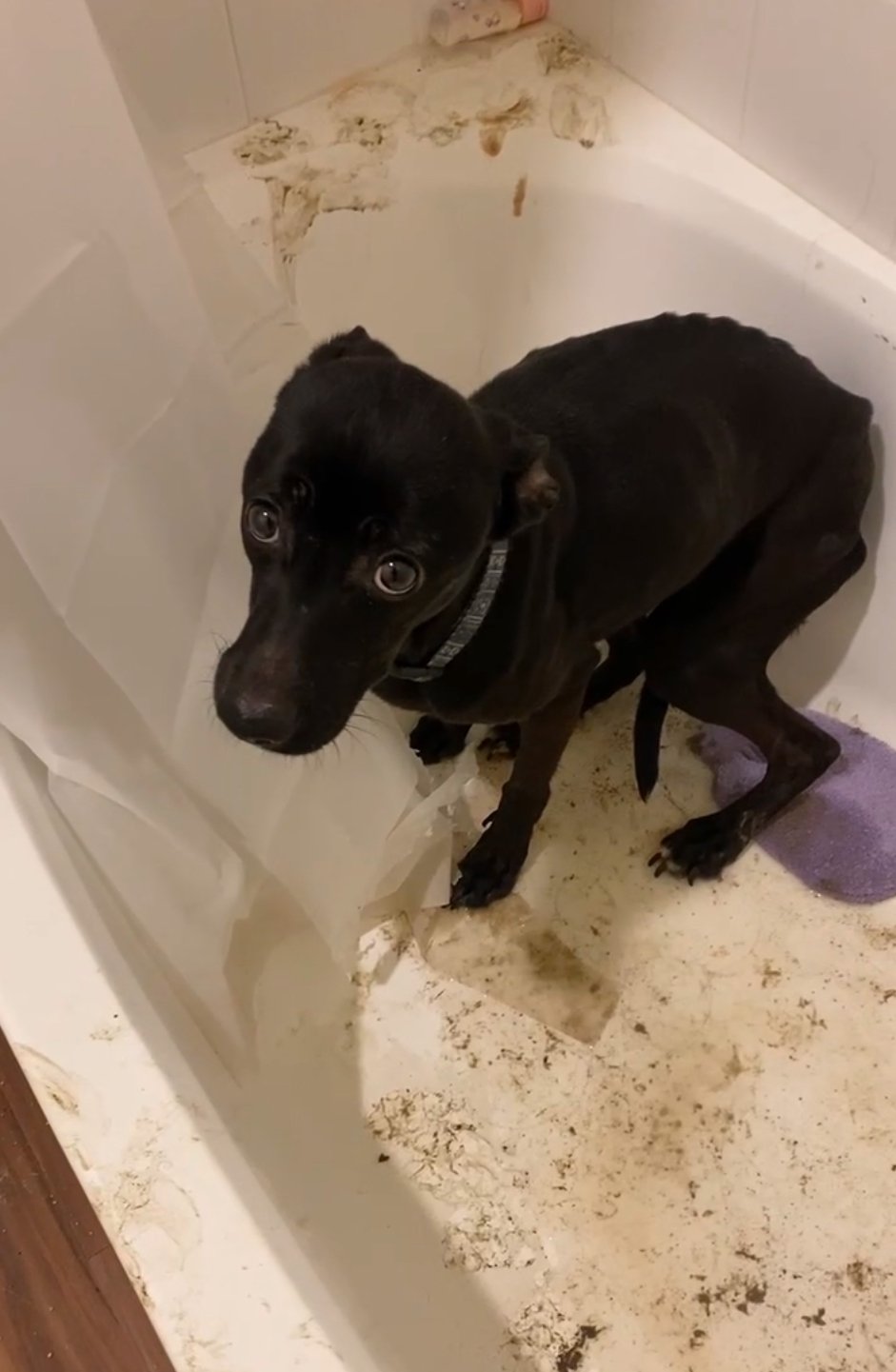 A black puppy with wide eyes sitting in a bathtub with dirty water and grime, looking up at the camera.