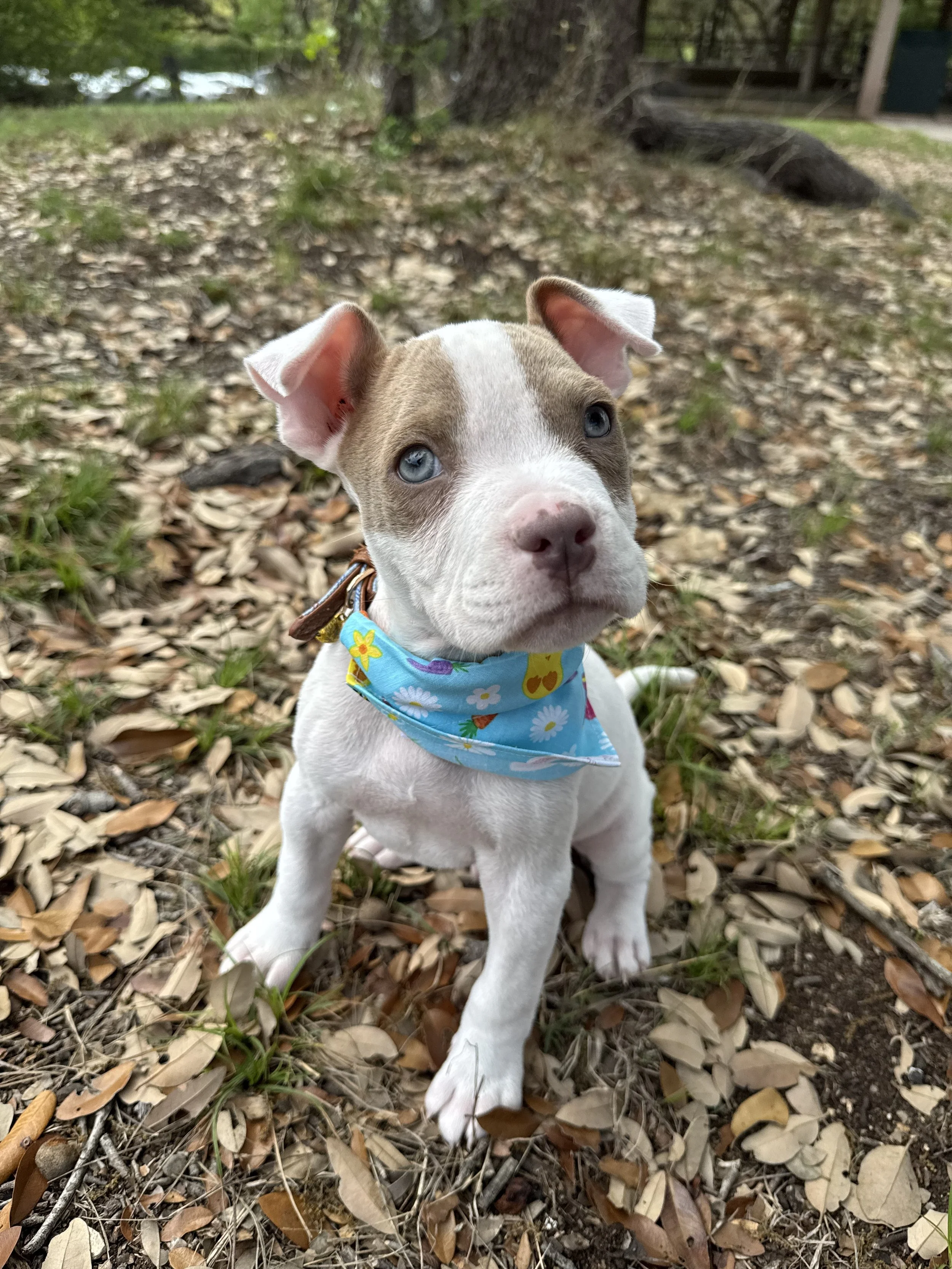 A cute puppy with blue eyes, white and tan fur, wearing a blue bandana with colorful floral and egg designs, sitting outdoors on a bed of dry leaves and grass near a tree.