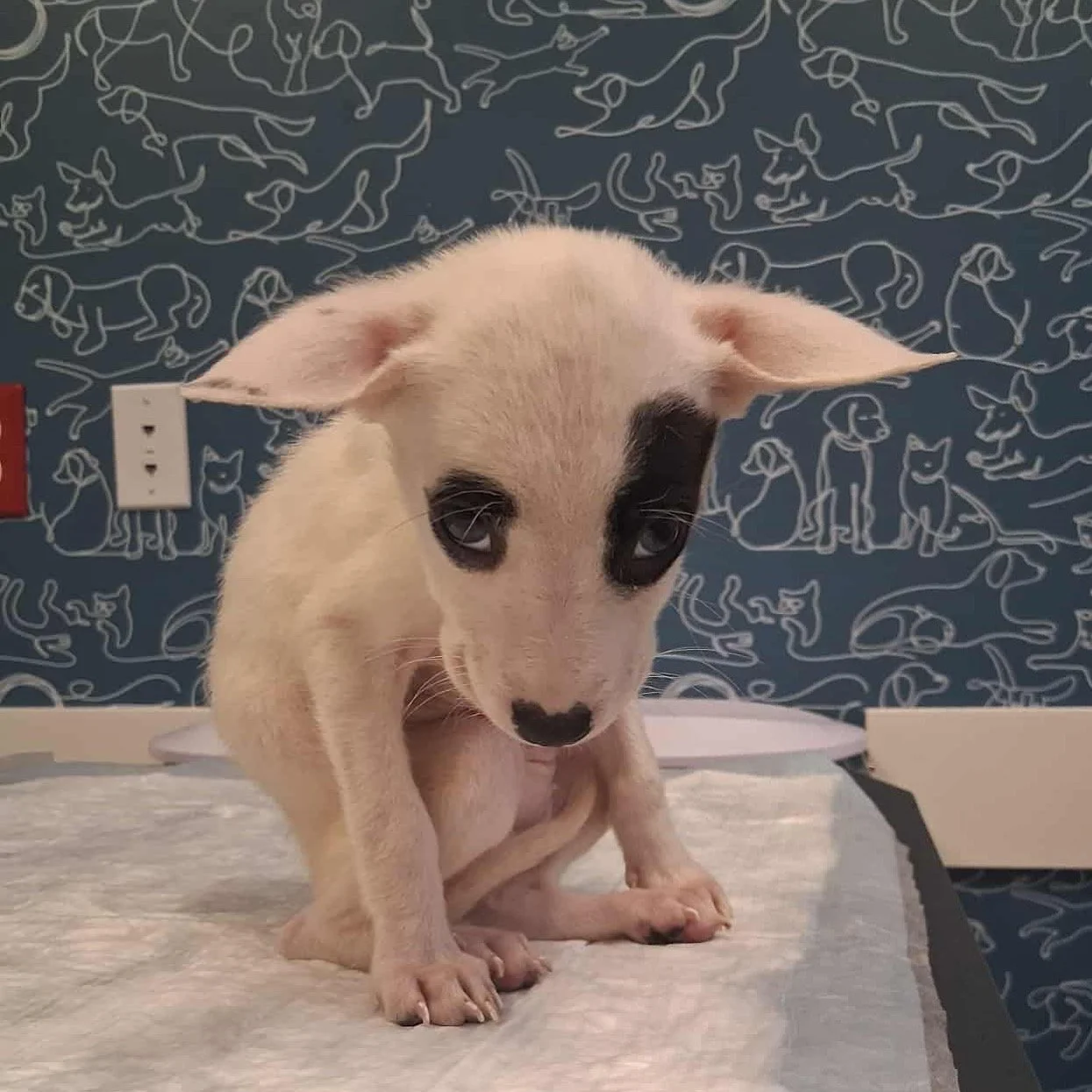 A small puppy with light fur and dark markings on its face and ears, sitting indoors on a table with a patterned wall featuring line drawings of cats and dogs in the background.