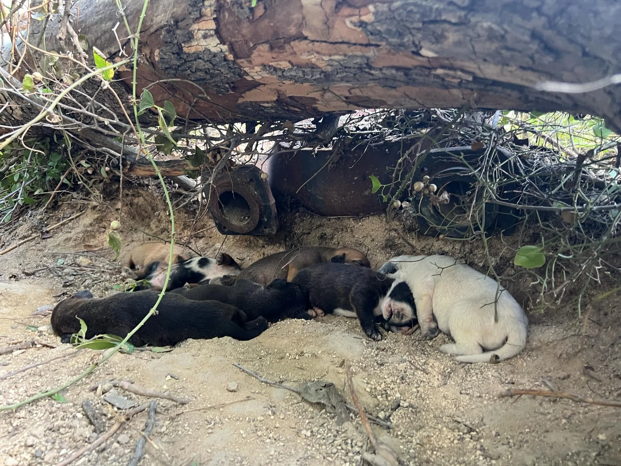 A group of puppies sleeping in a shaded outdoor area under a fallen tree trunk with dirt and small plants.