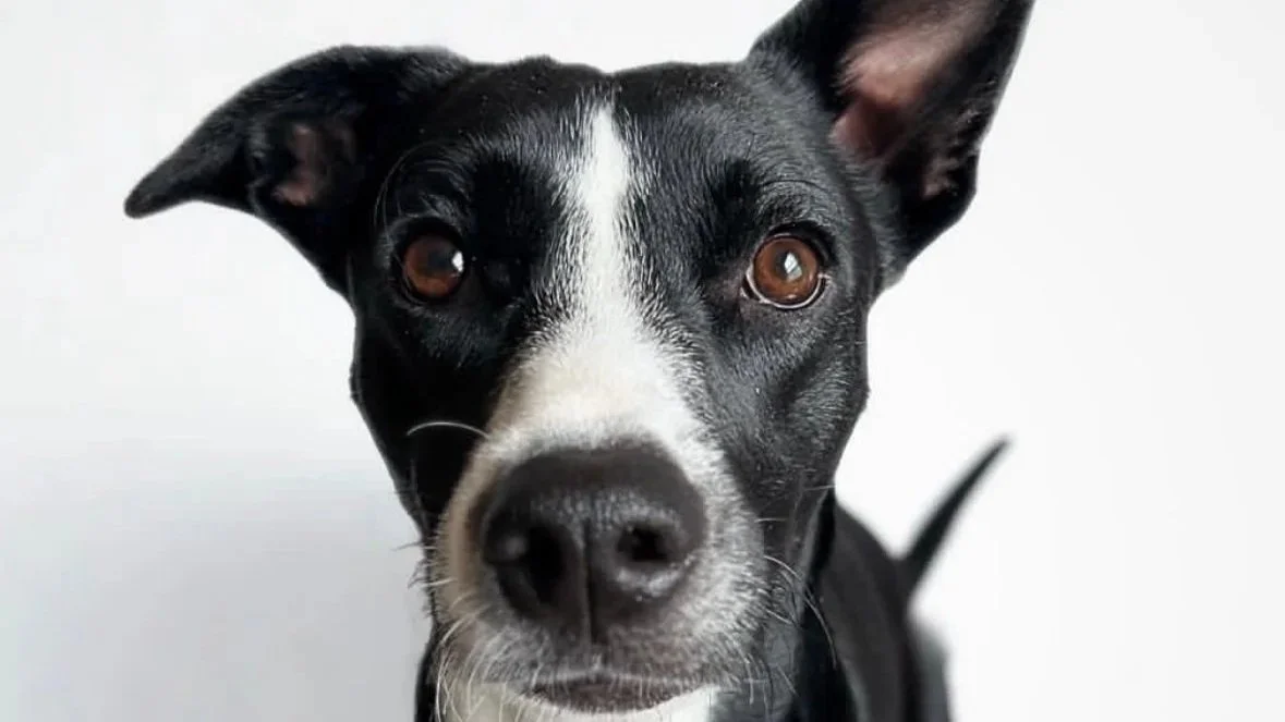 Close-up of a black and white dog with large ears and brown eyes, looking directly at the camera.