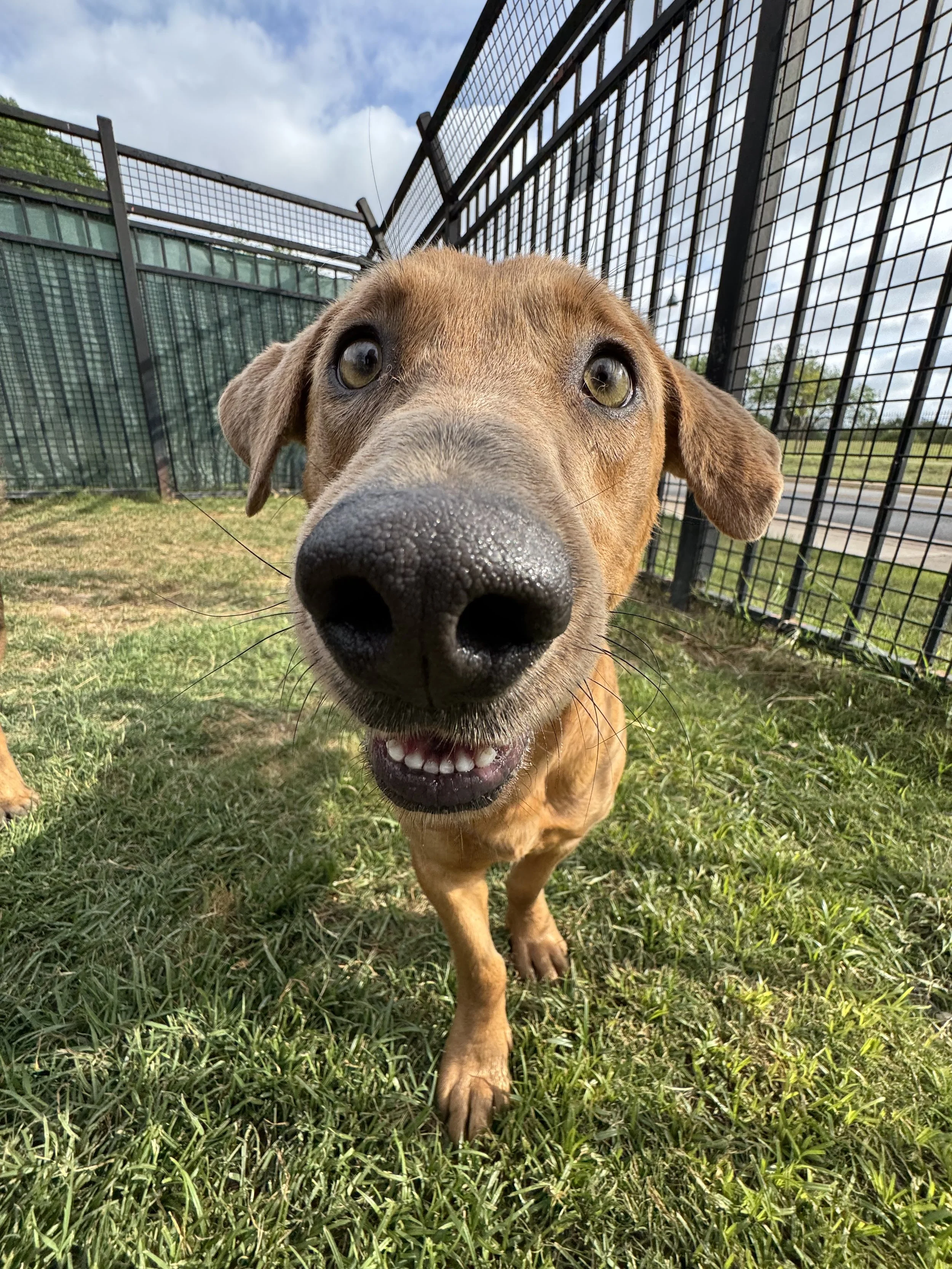 Close-up of a happy brown dog with a large nose, standing on grass in an outdoor enclosure with fences, looking directly at the camera.