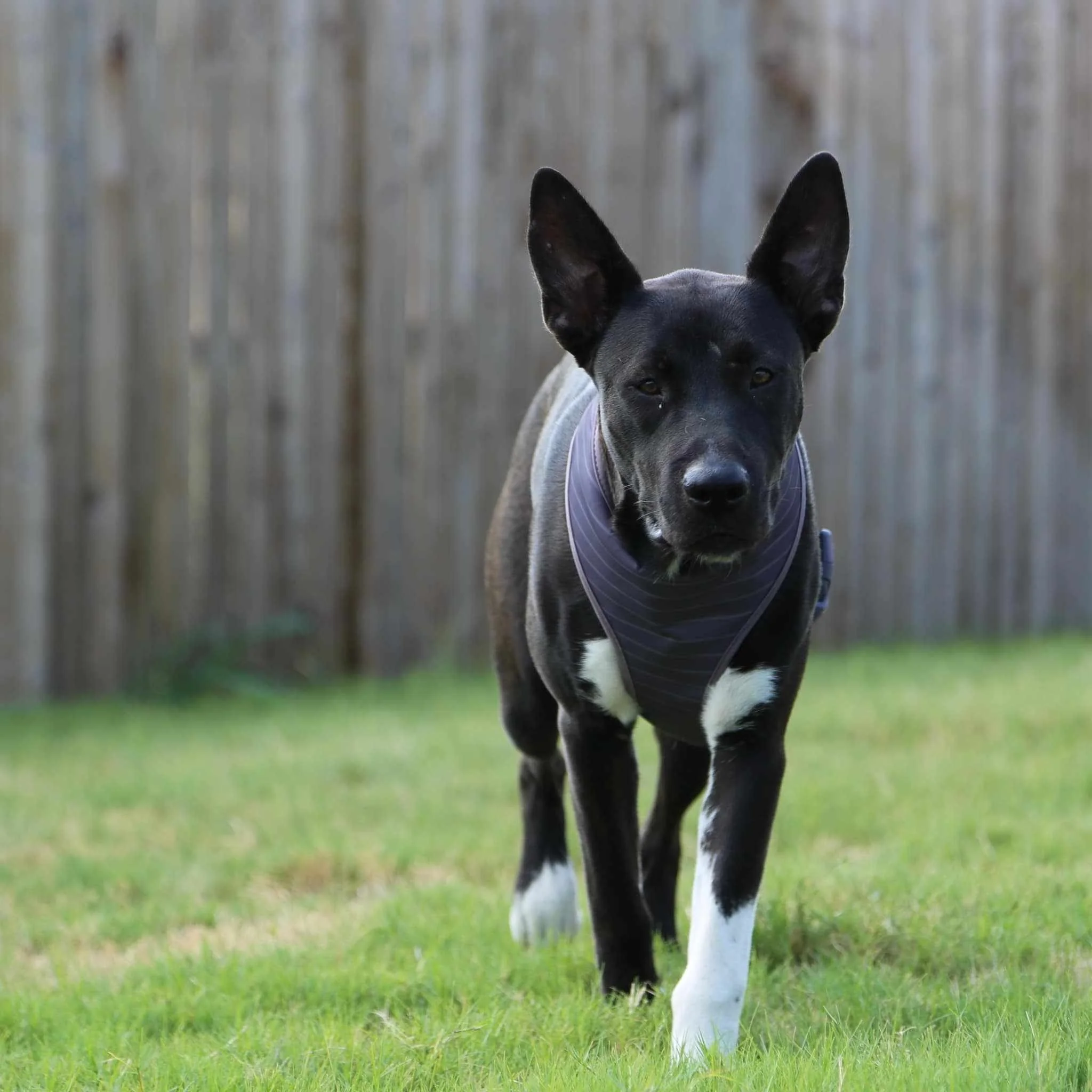A black and white dog, possibly a Border Collie mix, walking on a grassy yard with a wooden fence in the background, wearing a harness.