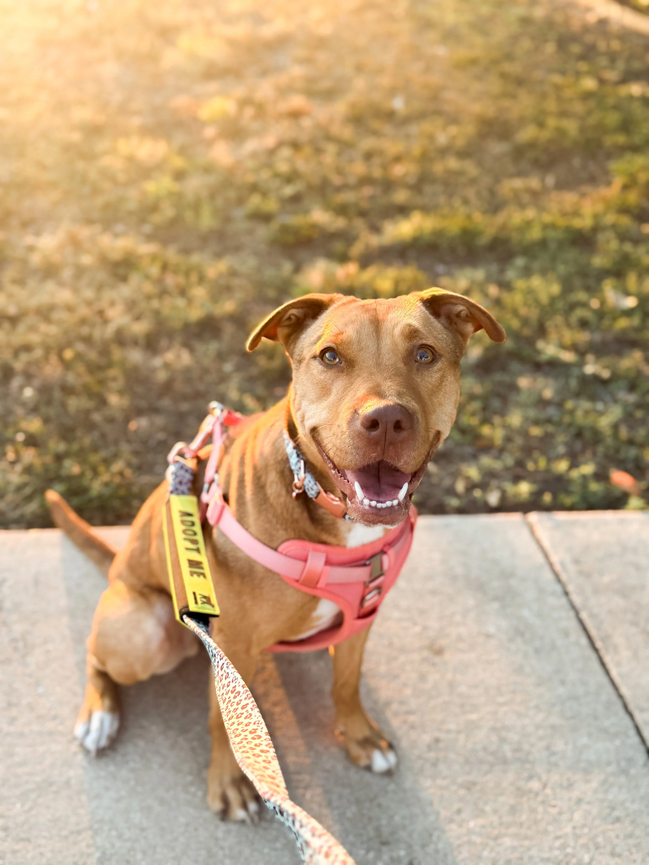 Happy brown dog with pink harness sitting on concrete sidewalk, looking up, with sunlight and blurred foliage in background.