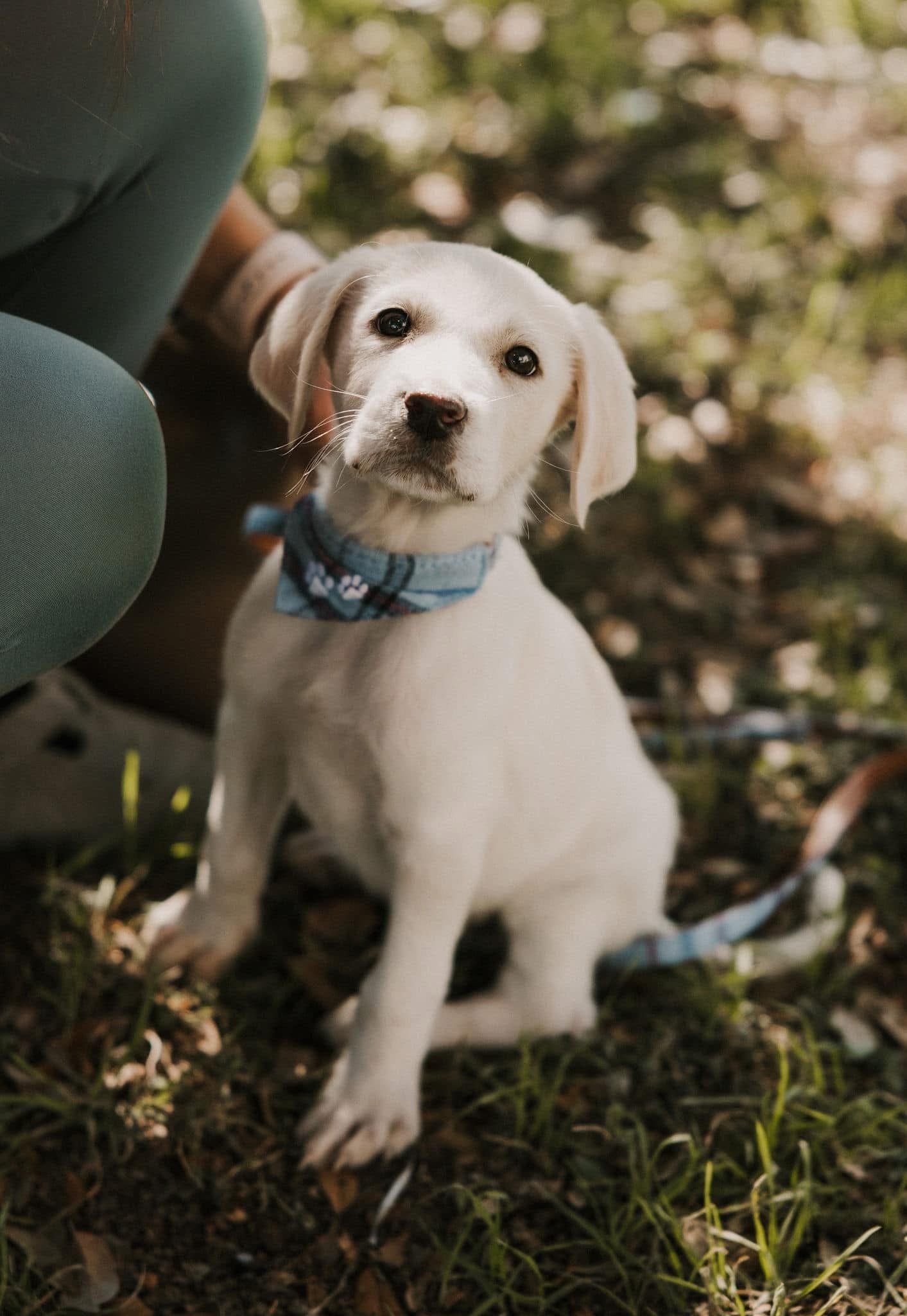 A cute white puppy with floppy ears and a blue bandana sitting outdoors on the grass.