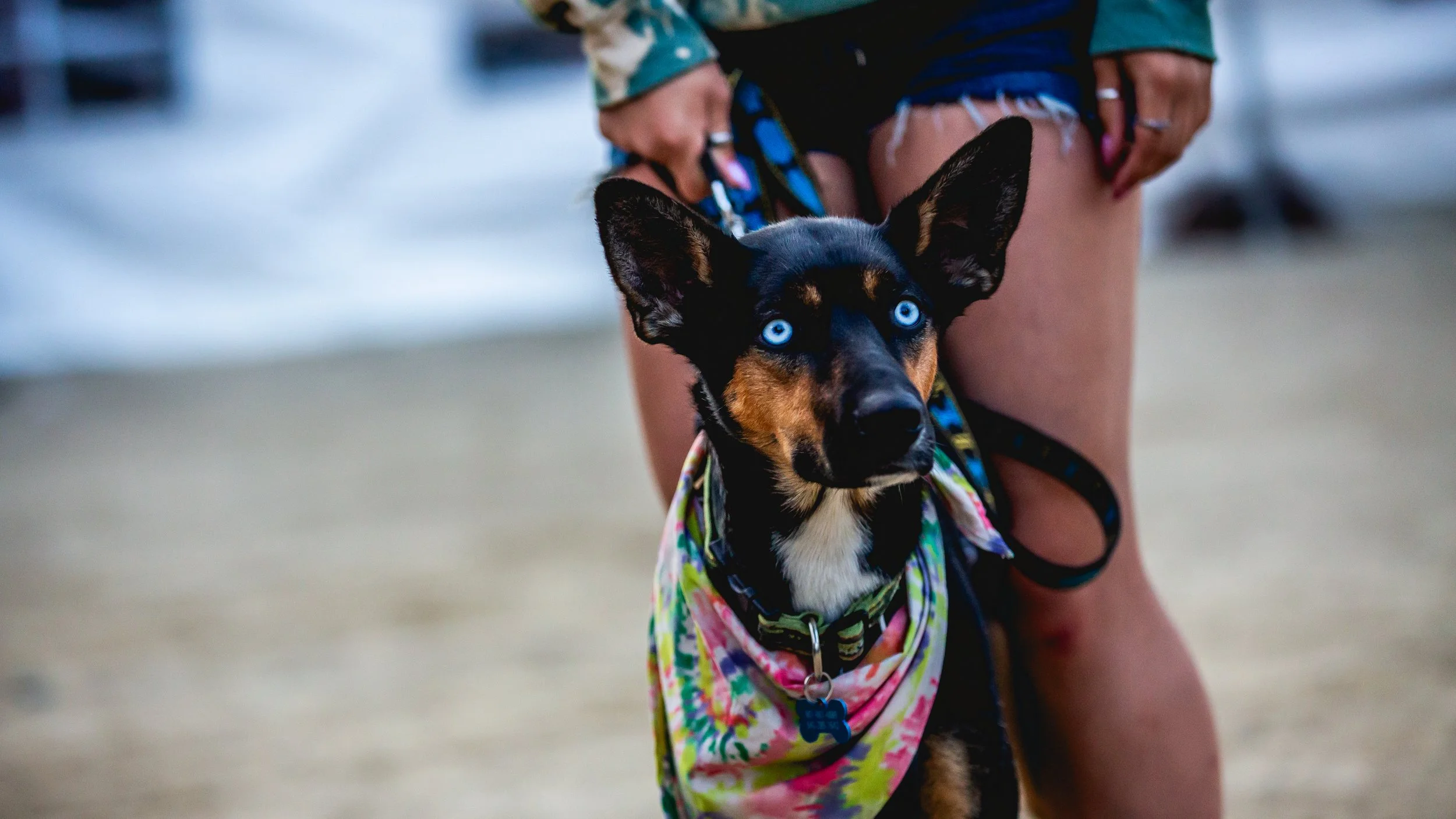 Close-up of a black and tan dog with striking blue eyes, wearing a colorful bandana, standing in front of a person wearing denim shorts.