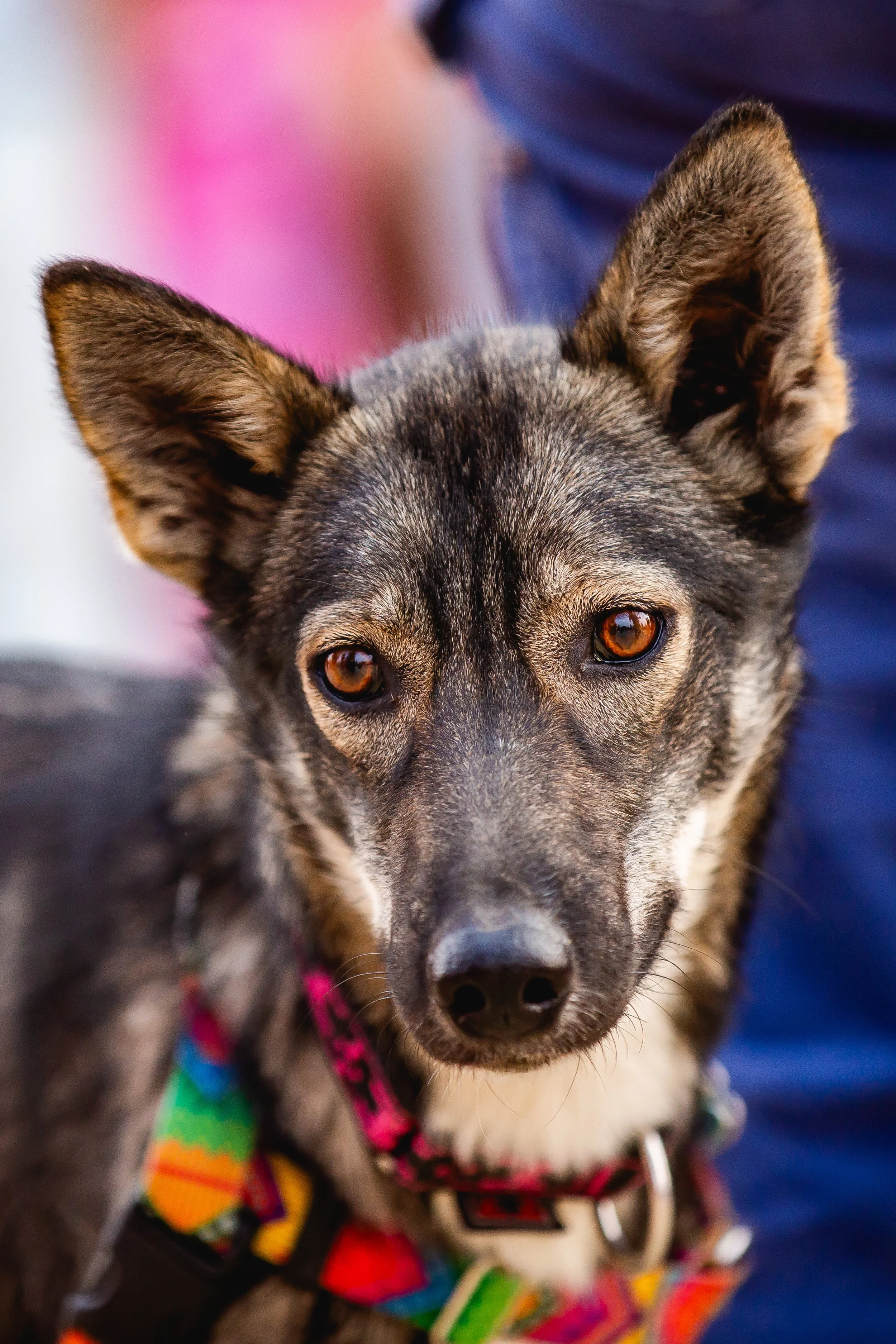 Close-up of a young, gray and black dog with amber eyes, wearing a colorful harness, and looking curiously at the camera.