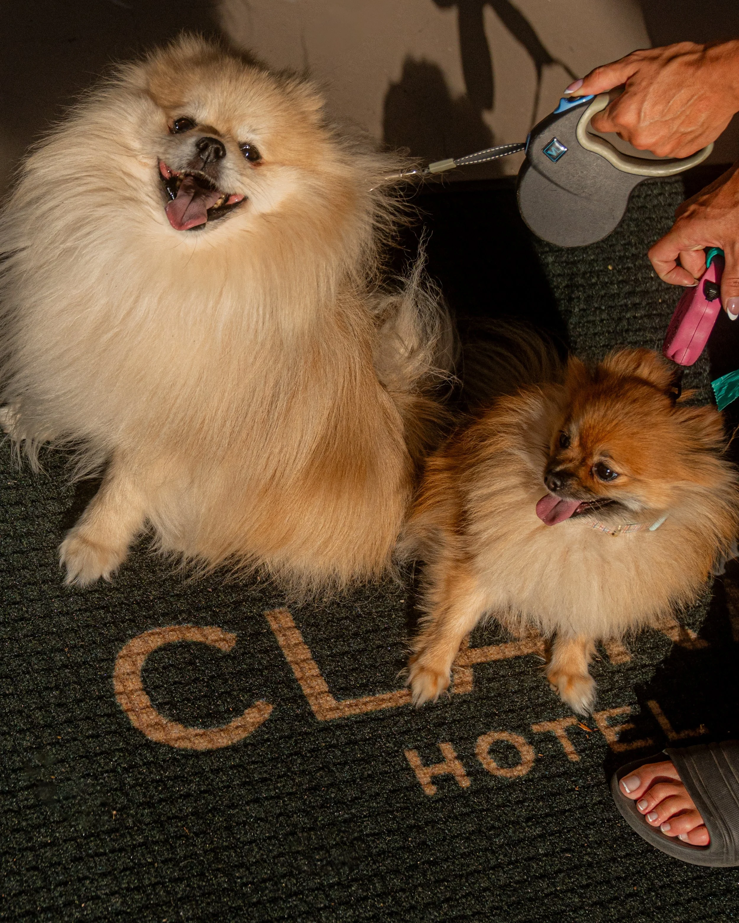 Pet Friendly