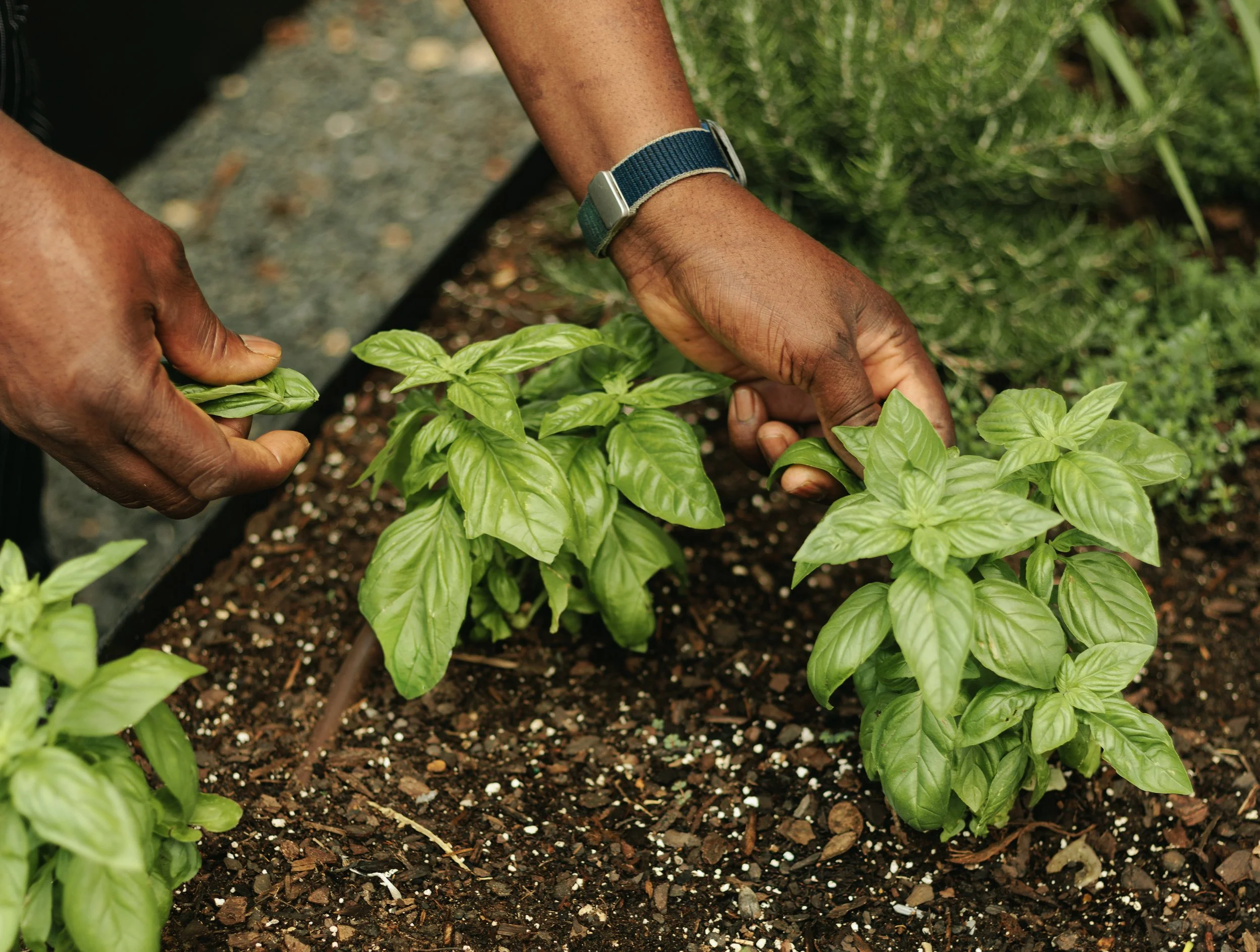 Chef Harvesting Herbs