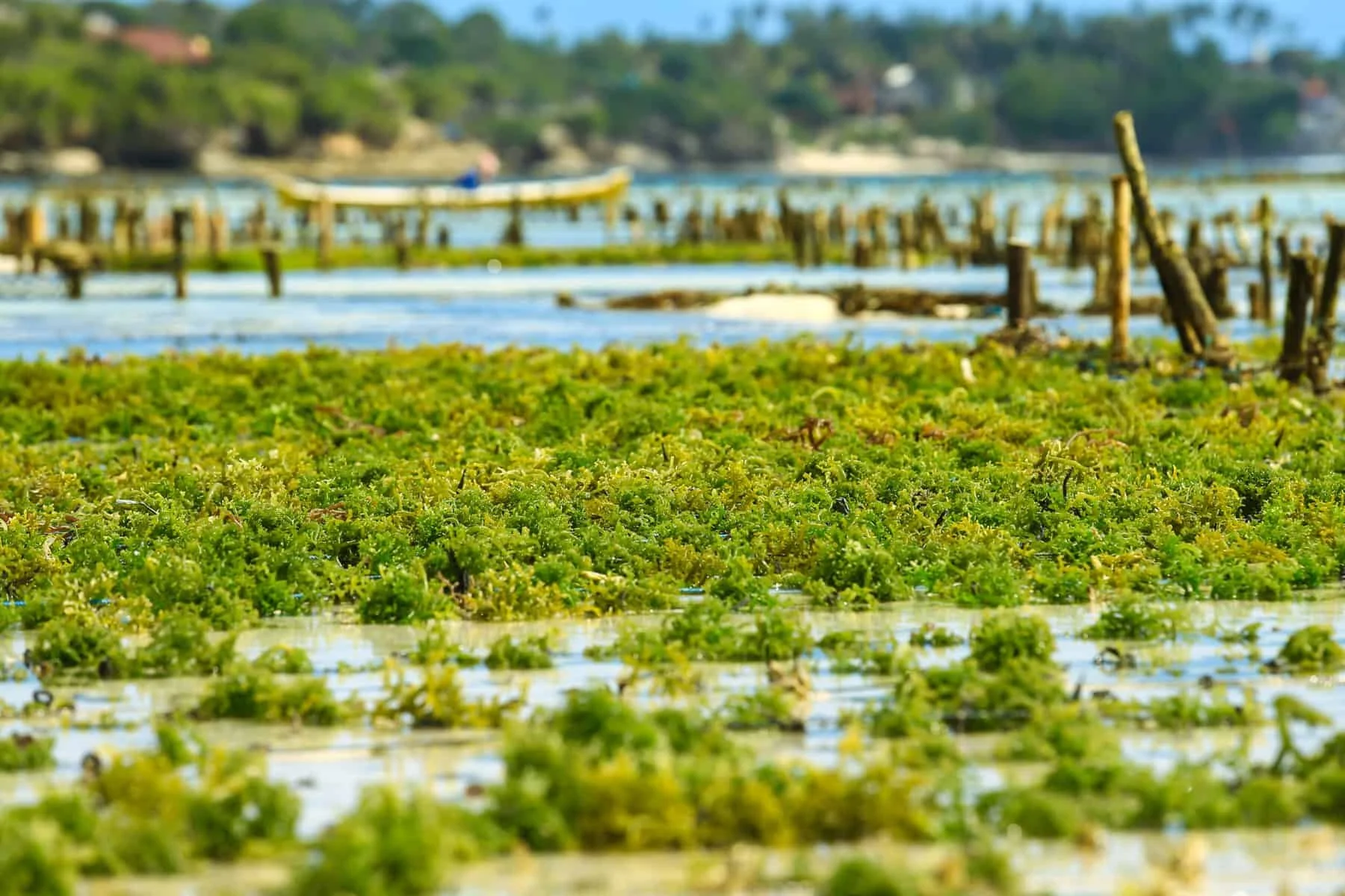 Algae Farming