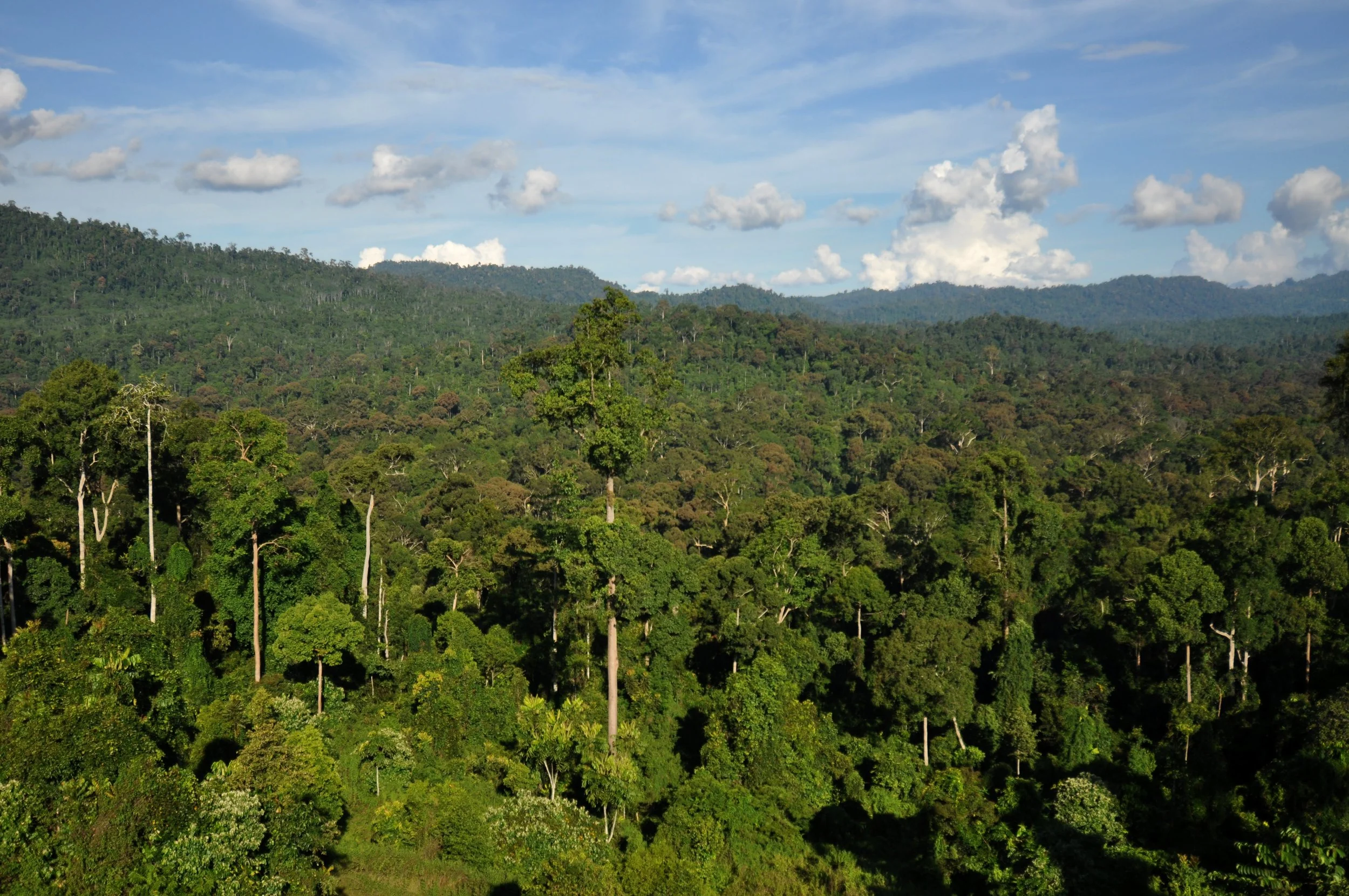 Carbon Credits
