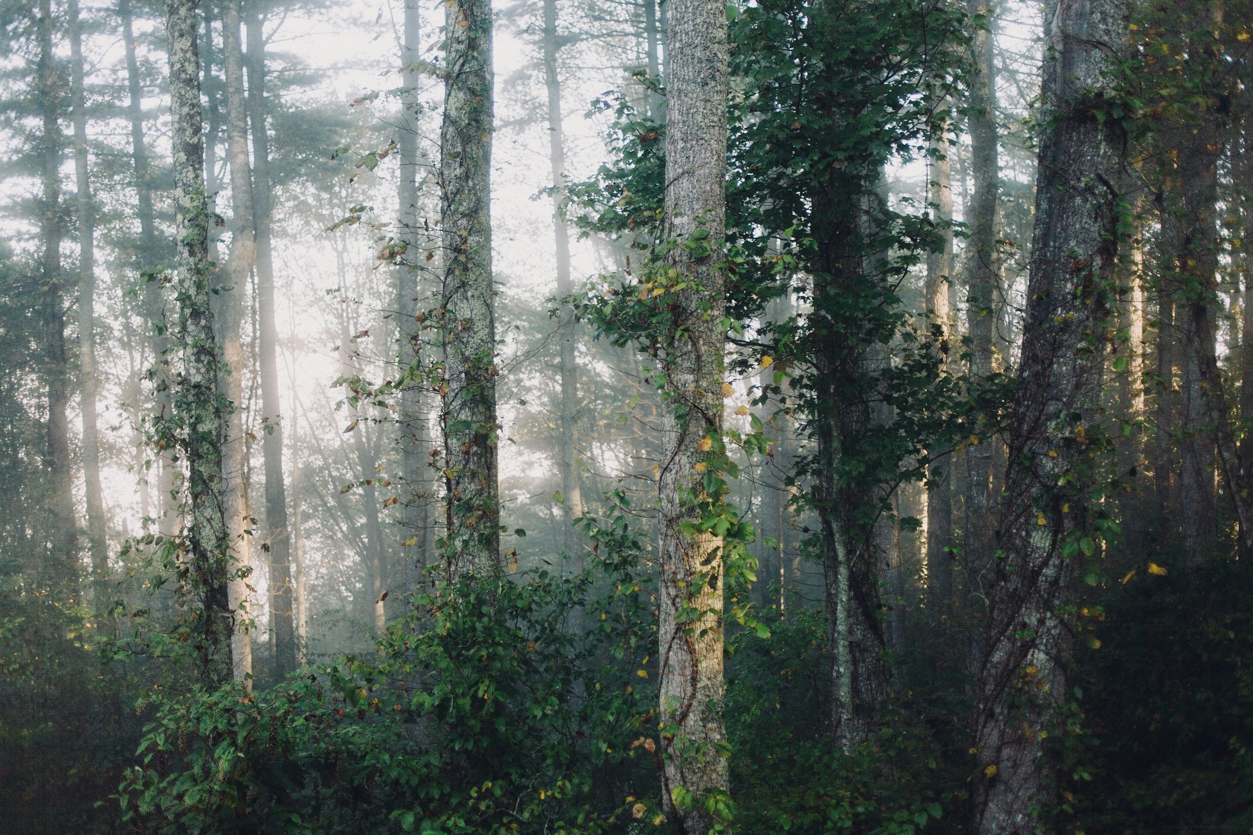 unsplash-image-R4bsmYIc6FI.jpg