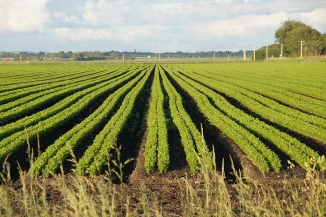 A field growing rows of carrots