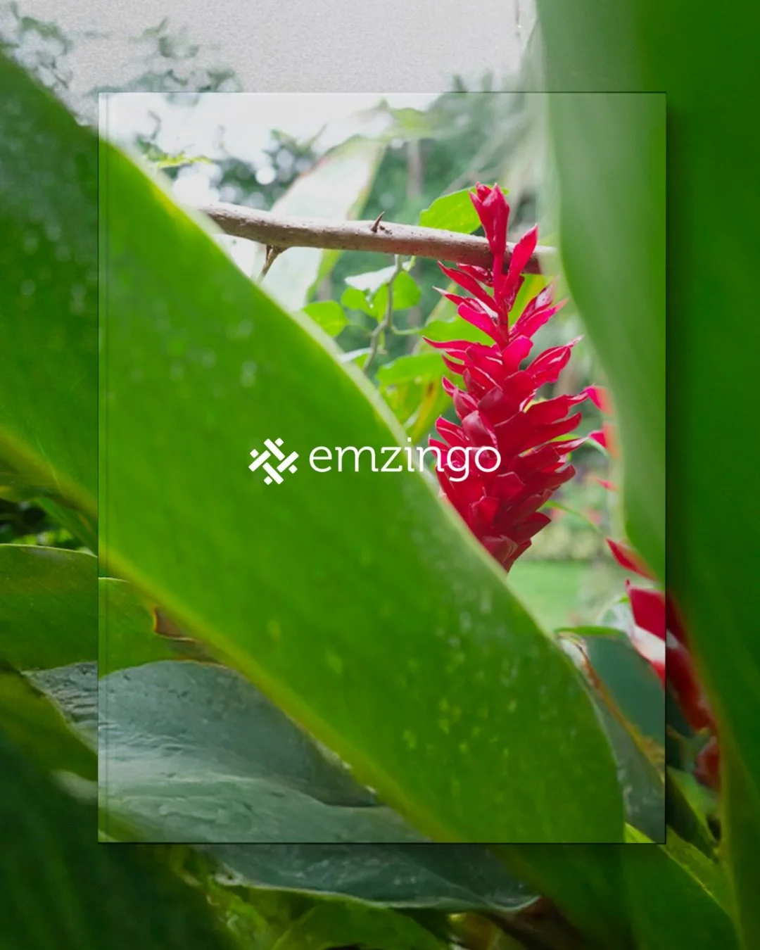 A visual reflection on the programs that unfolded throughout 2025, bringing together images from our work across Latin America, Africa, and Europe. Through photographs and quotes, students and members of the Emzingo team share moments, insights, and 