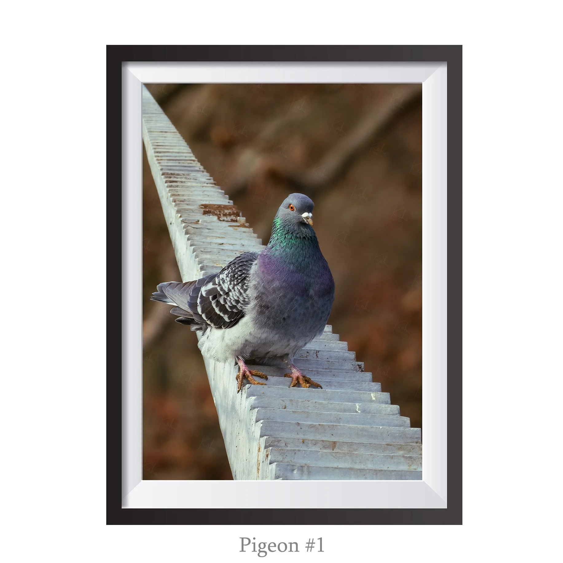 A4-Pigeon1.jpg