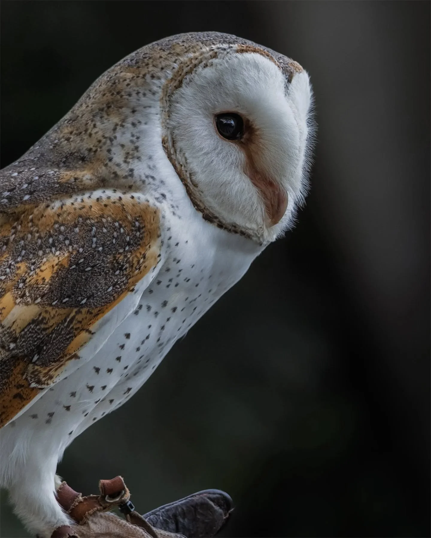 Barn Owl!!!!
It was fun to get a side-on picture that doesn't look funny with the face shape.
Find prints online on my profile :]