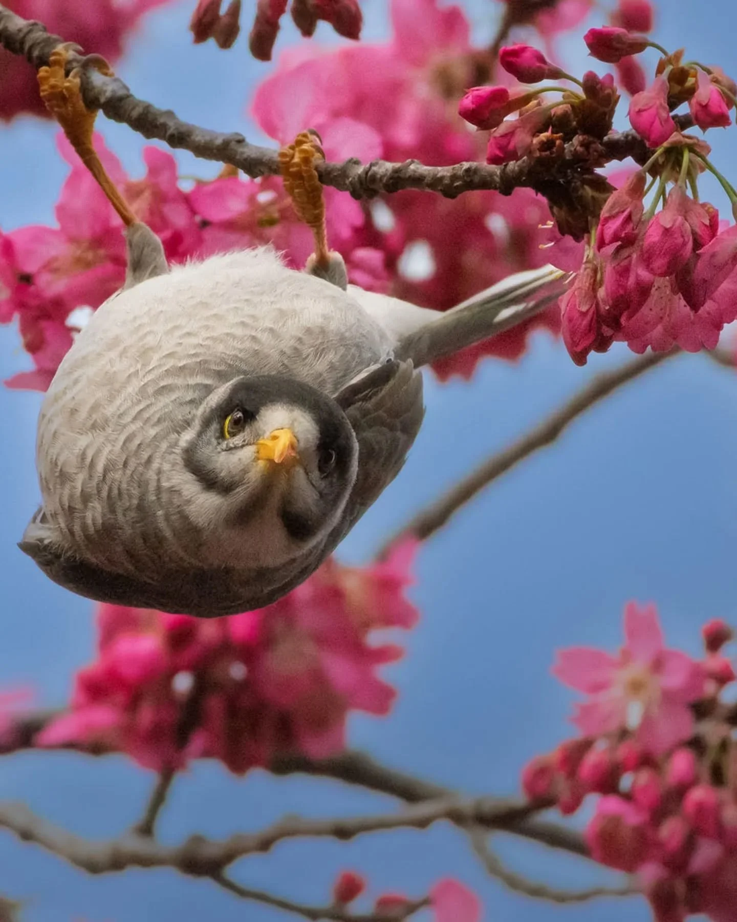 Noisy Minor spotted upside down!! Perched briefly in such a fashionable form on this blossom tree 🌸