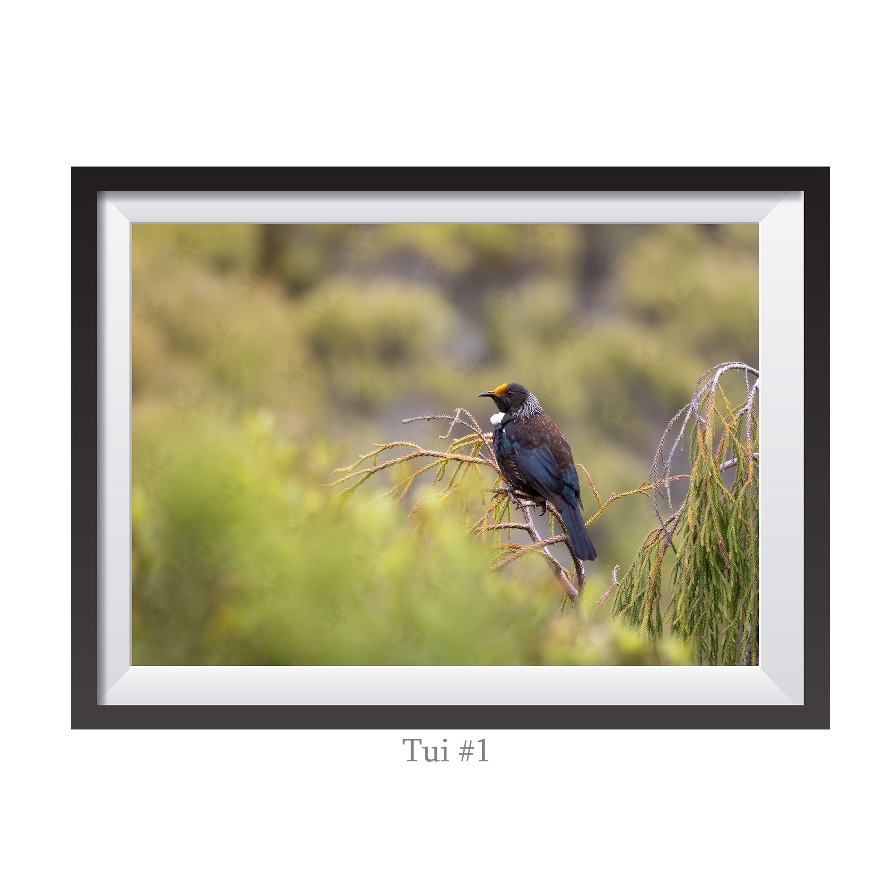 A4-Tui1.jpg