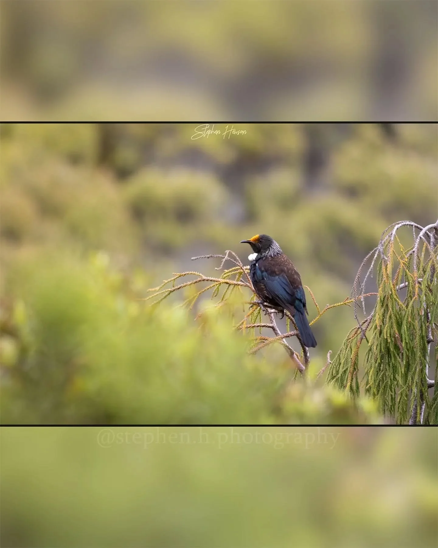 I love this dreamy Tūī shot I got half way up the trig walk in Ōkārito! The yellow pollen just added a little character to the little fella!

The Tūī are well known for their beautiful song, and fruit / nectar eating diets. You can easily identify a 