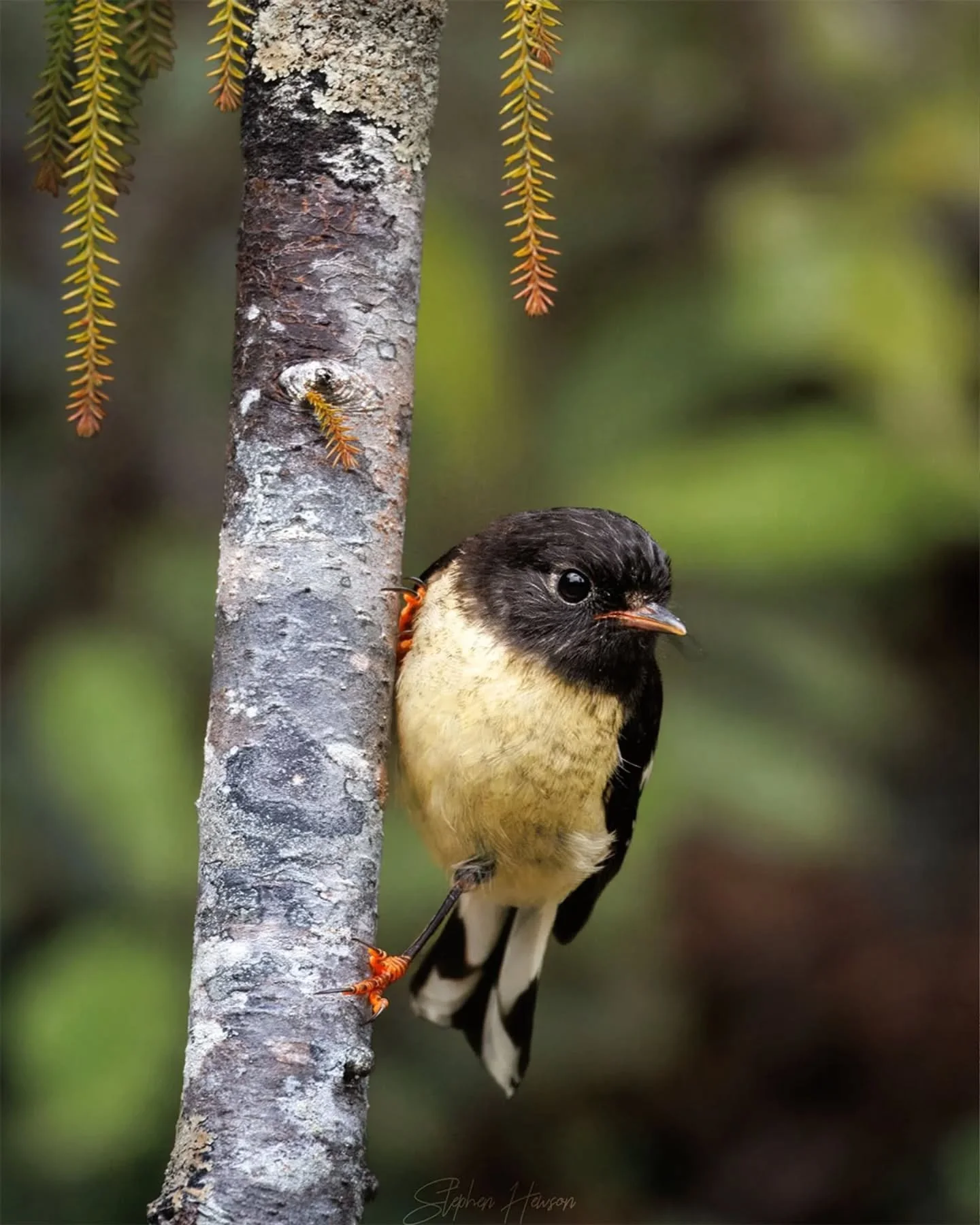 I captured this quick pause of a male Tomtit / Miromiro during my time on the coast, nearby the base of the Ōkārito trig walk! This little fella standing only 12cm tall was quite tricky to capture (much like a fantail). They follow you around as you 