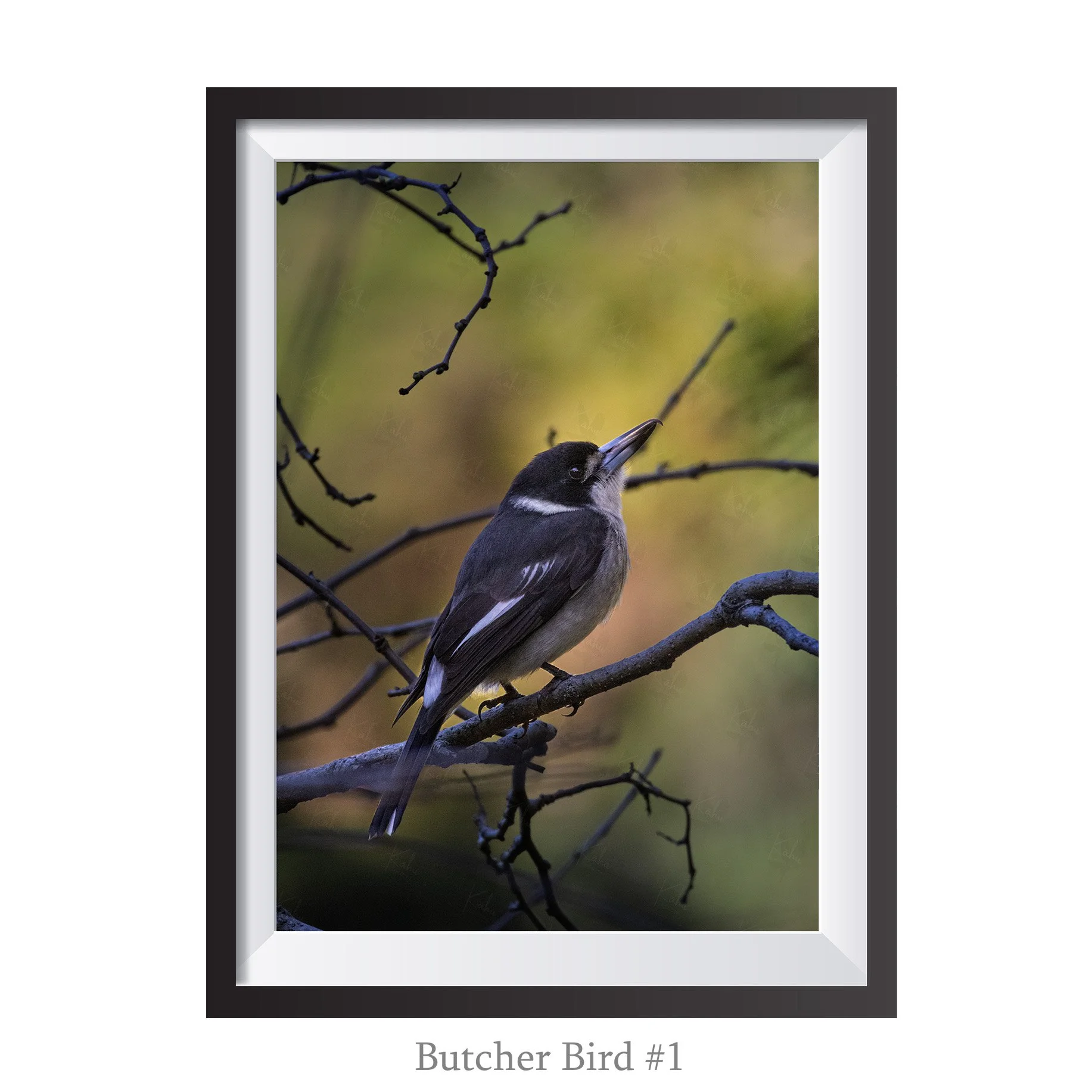A4-ButcherBird1.jpg