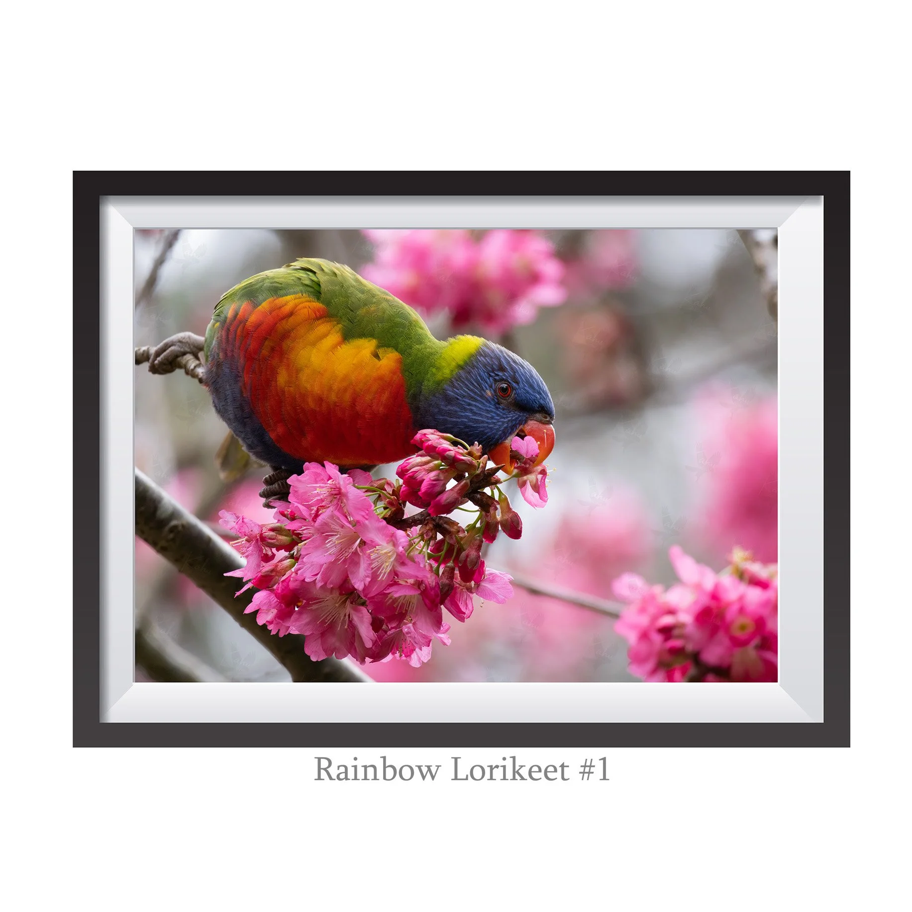 A4-RainbowLorikeet1.jpg