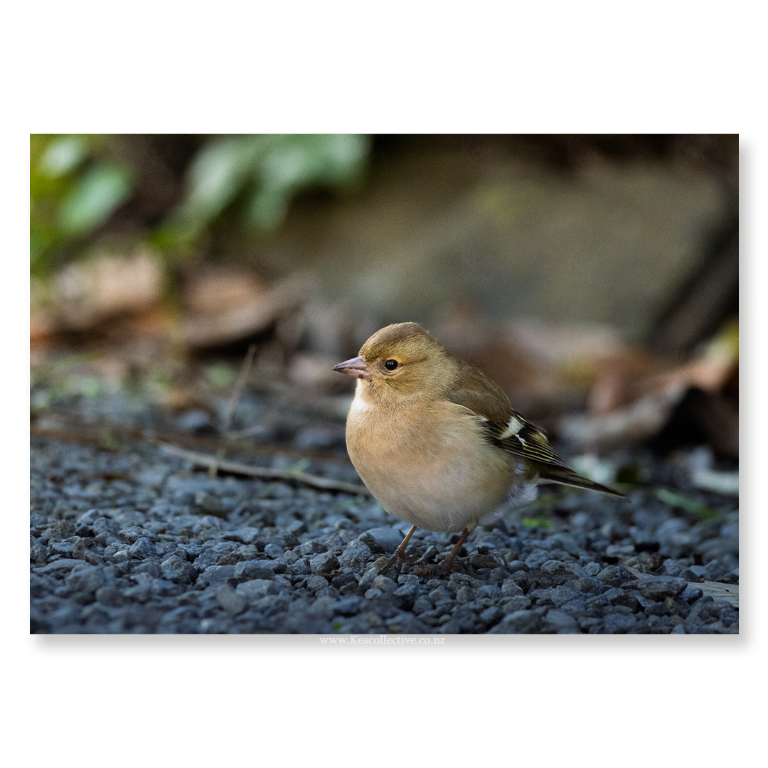 Chaffinch-1.png