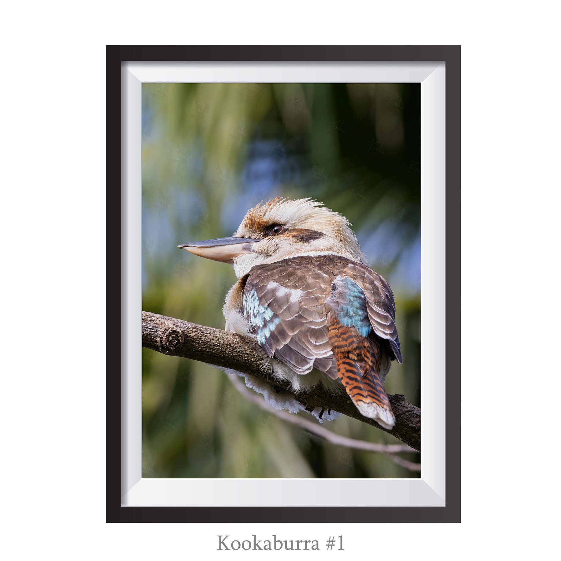 A4-Kookaburra1.jpg