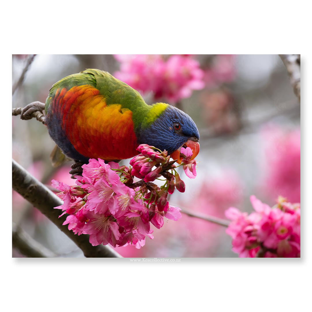 RainbowLorikeet-1.png