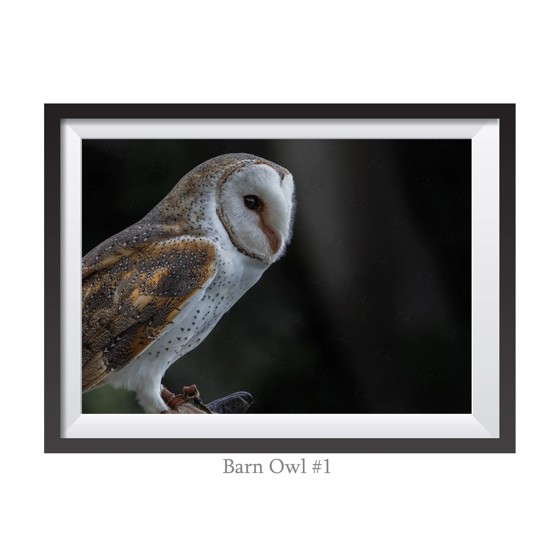 A4-BarnOwl1.jpg