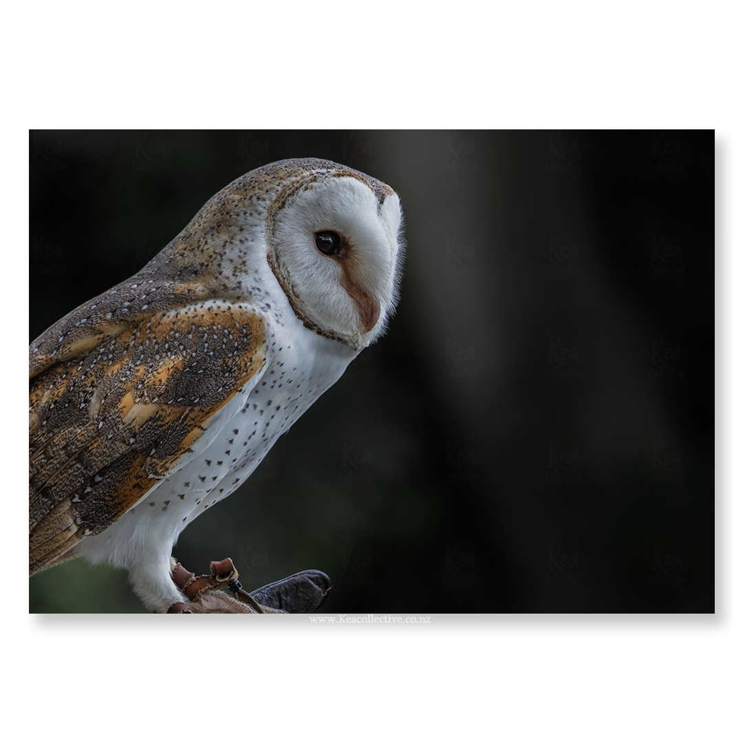 BarnOwl-1.png