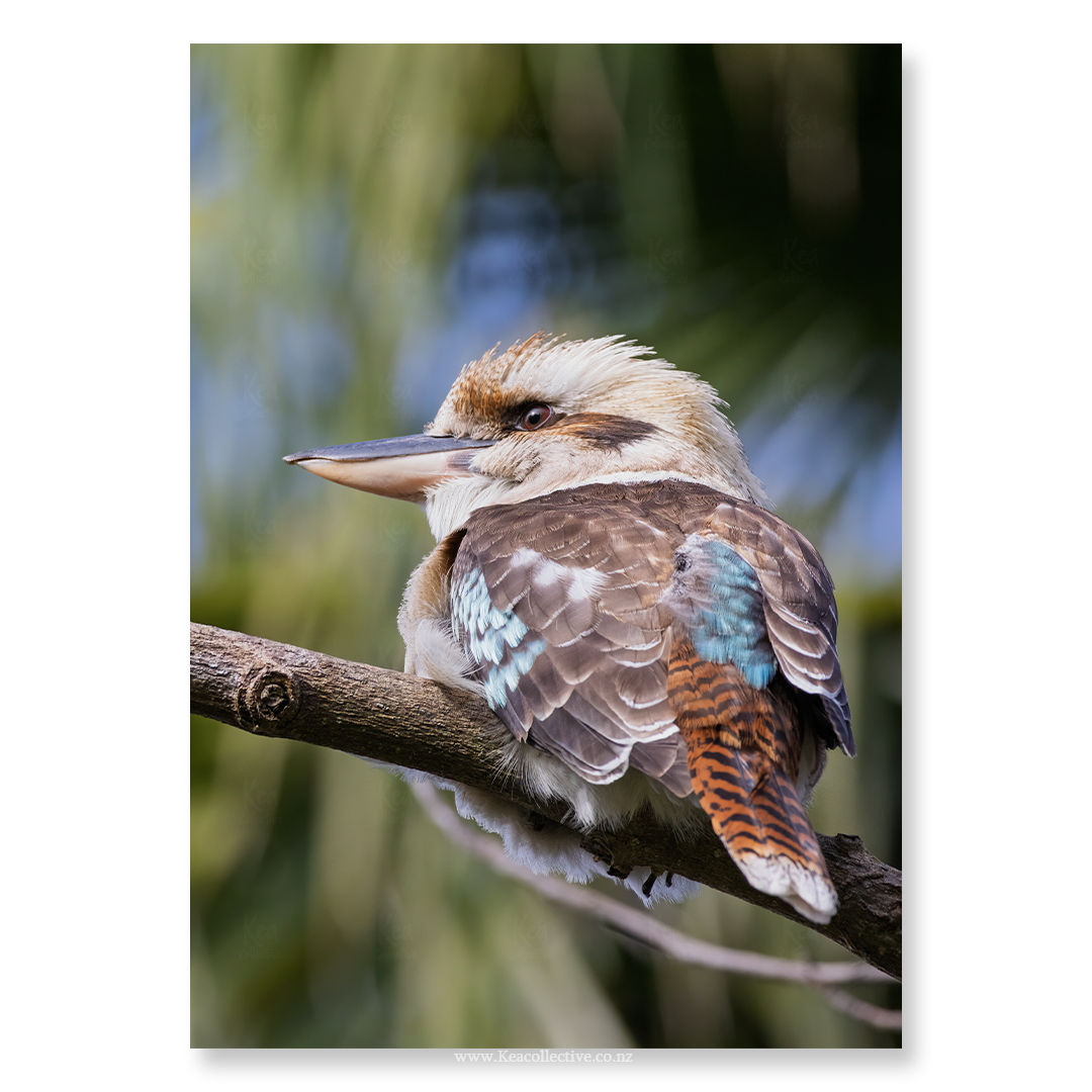 Kookaburra-1.png