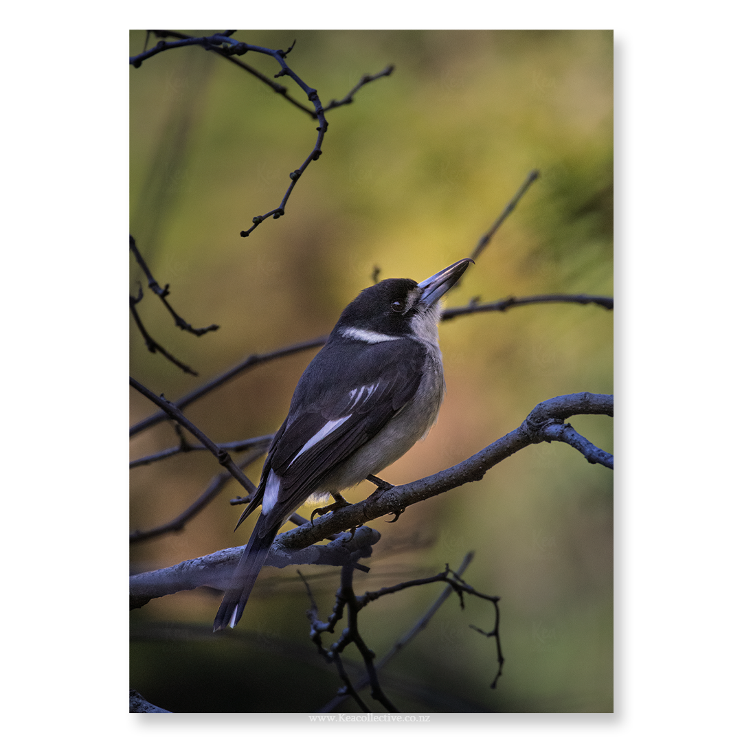 ButcherBird-1.png