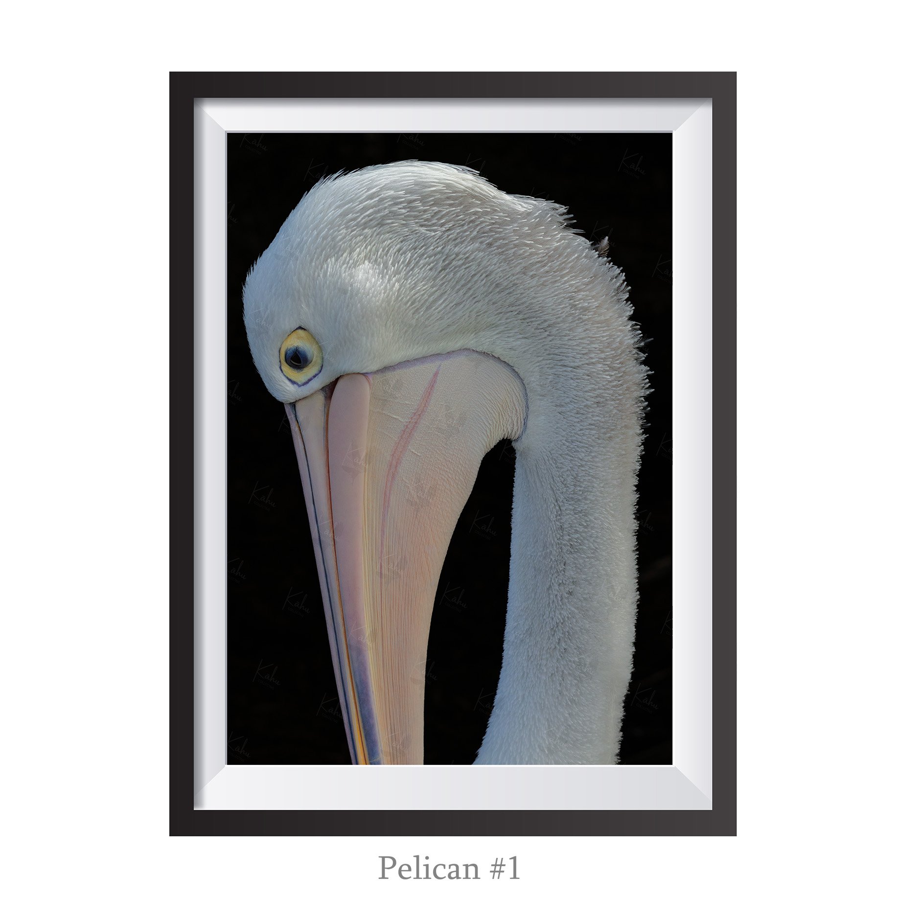 A4-Pelican1.jpg