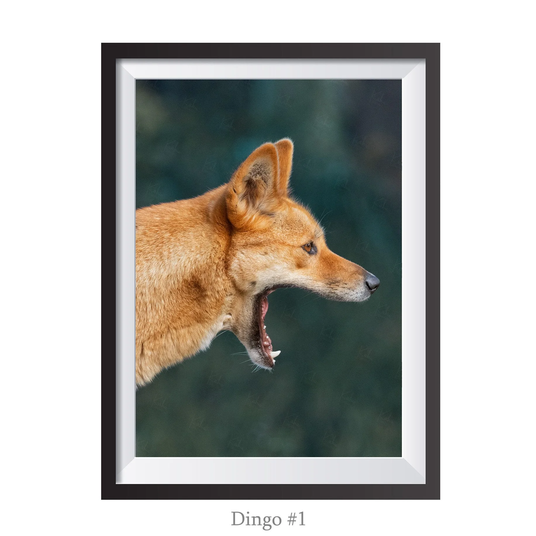 A4-Dingo1.jpg