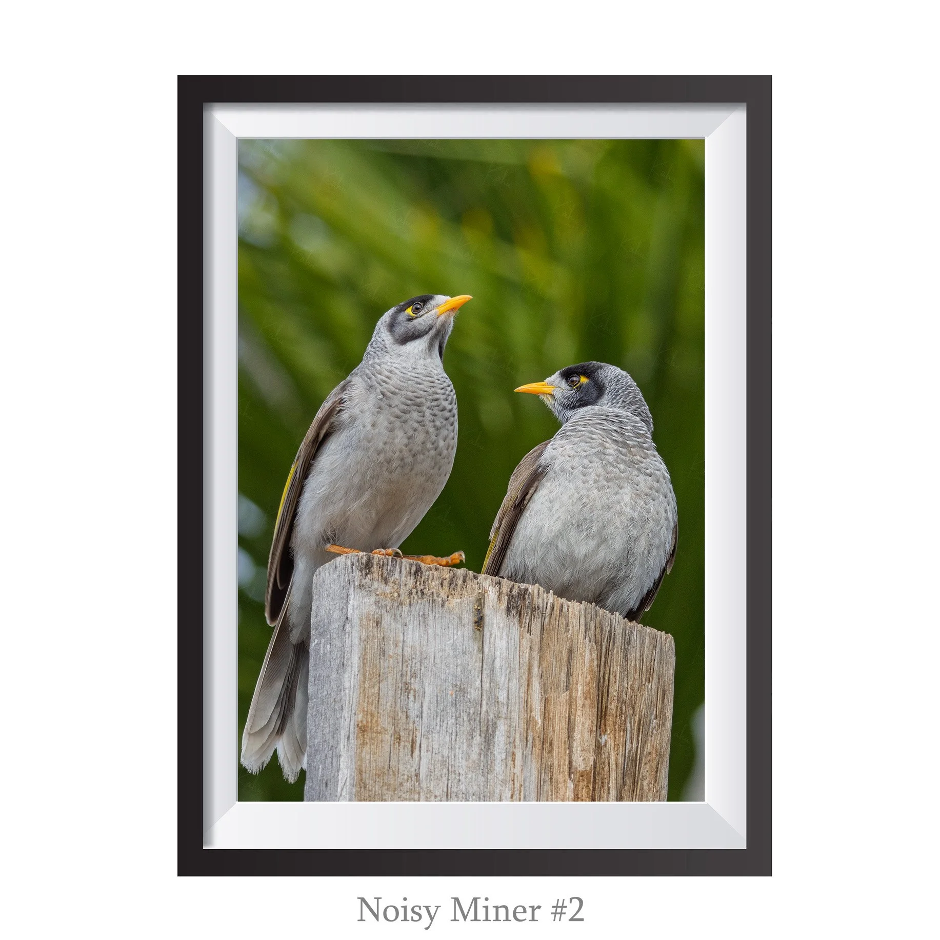 A4-NoisyMiner2.jpg